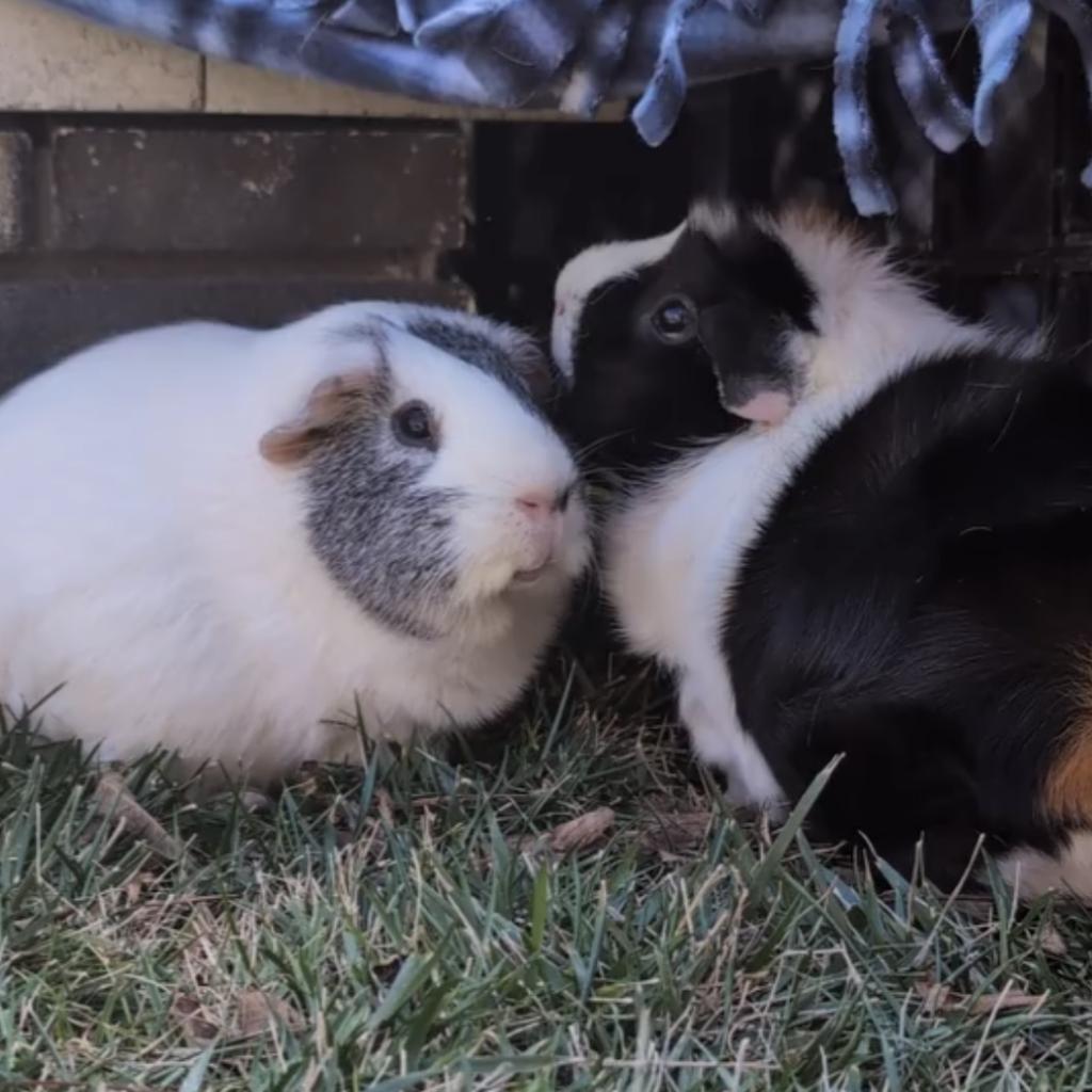 Enlarge Marshmallow, a Adoptable Guinea Pig in Las Vegas, NV image 2/3