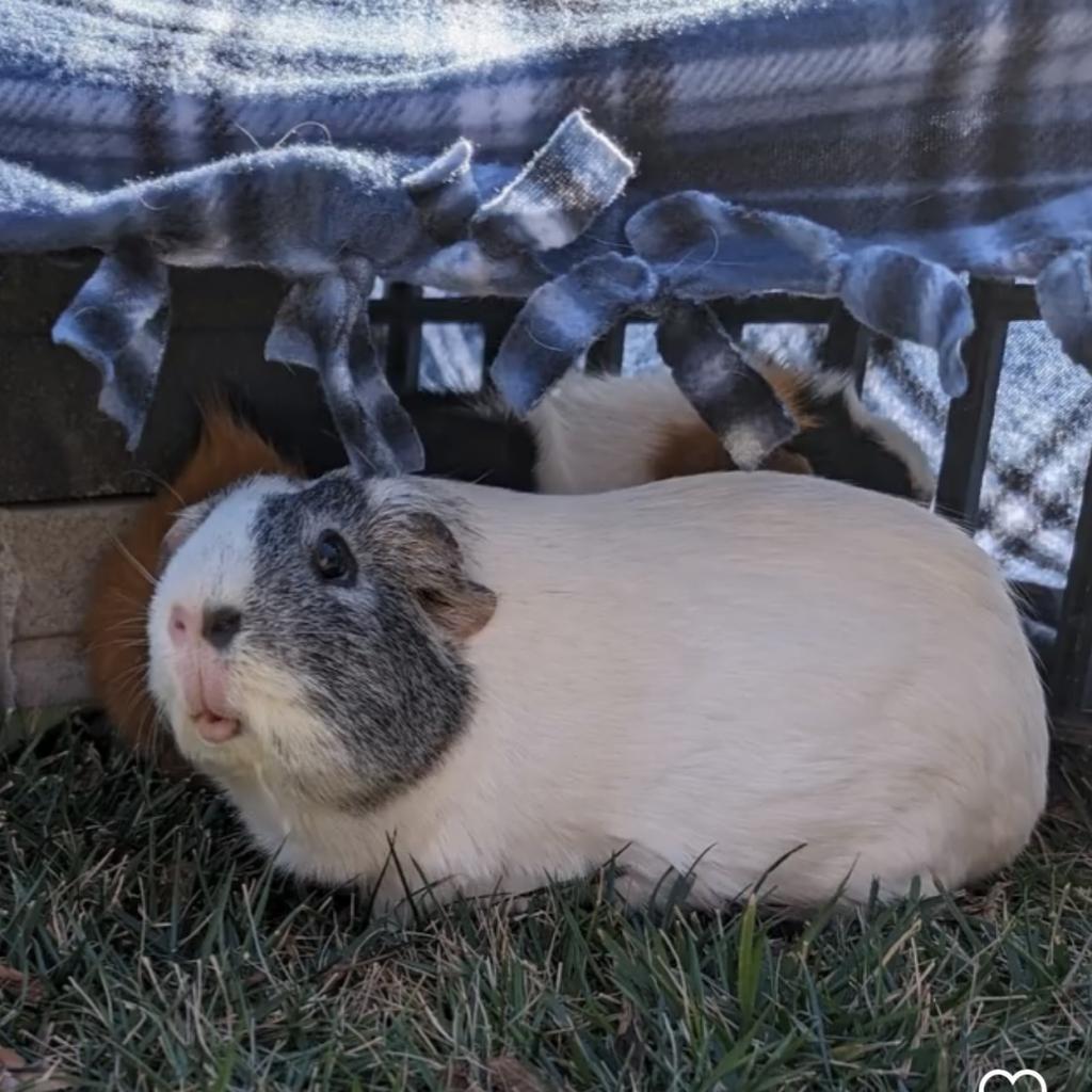 Enlarge Marshmallow, a Adoptable Guinea Pig in Las Vegas, NV image 3/3