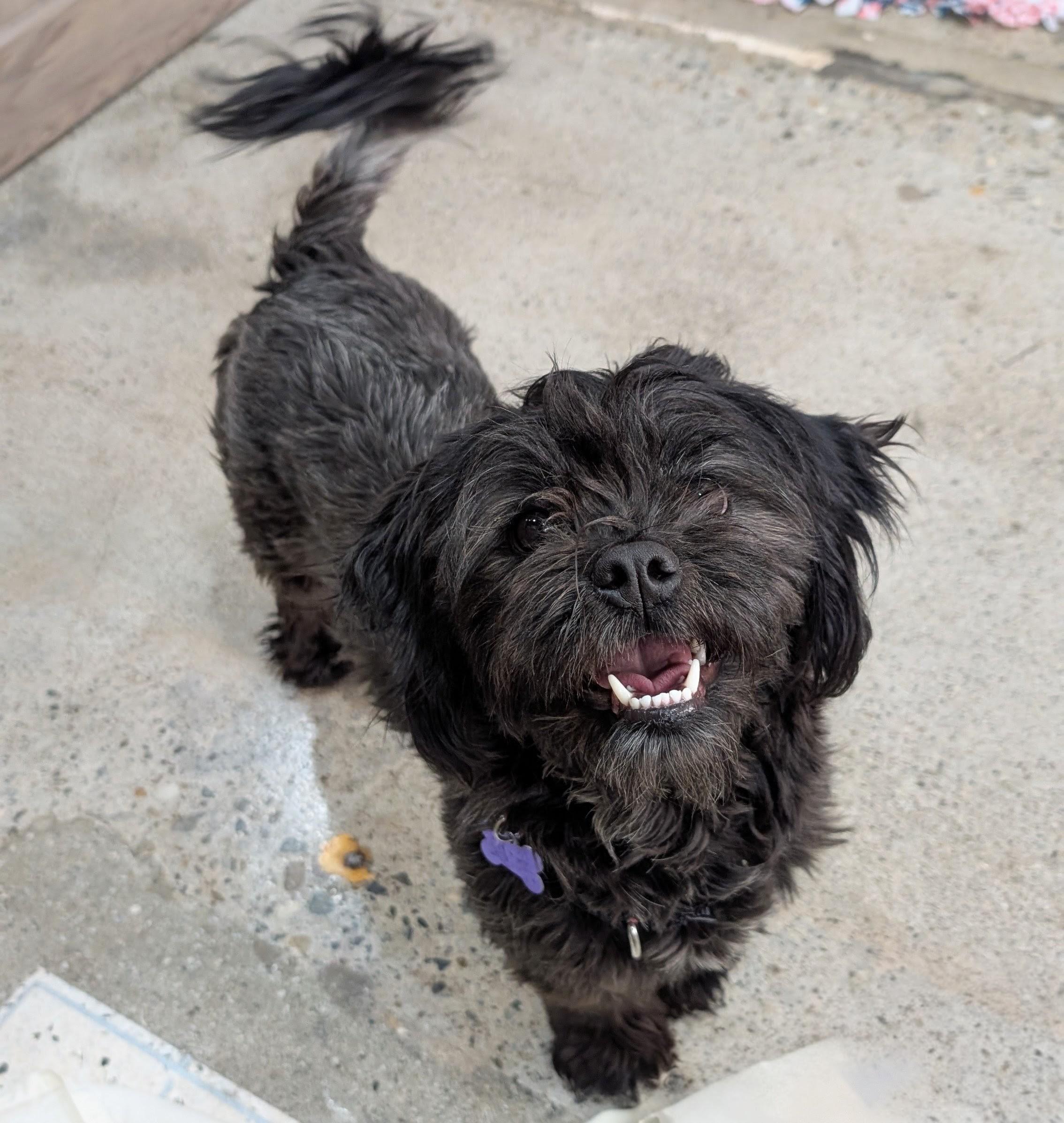 Zoomie Deschanel