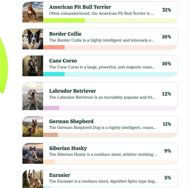 Pickles, Adoptable, Young Male Mixed Breed.