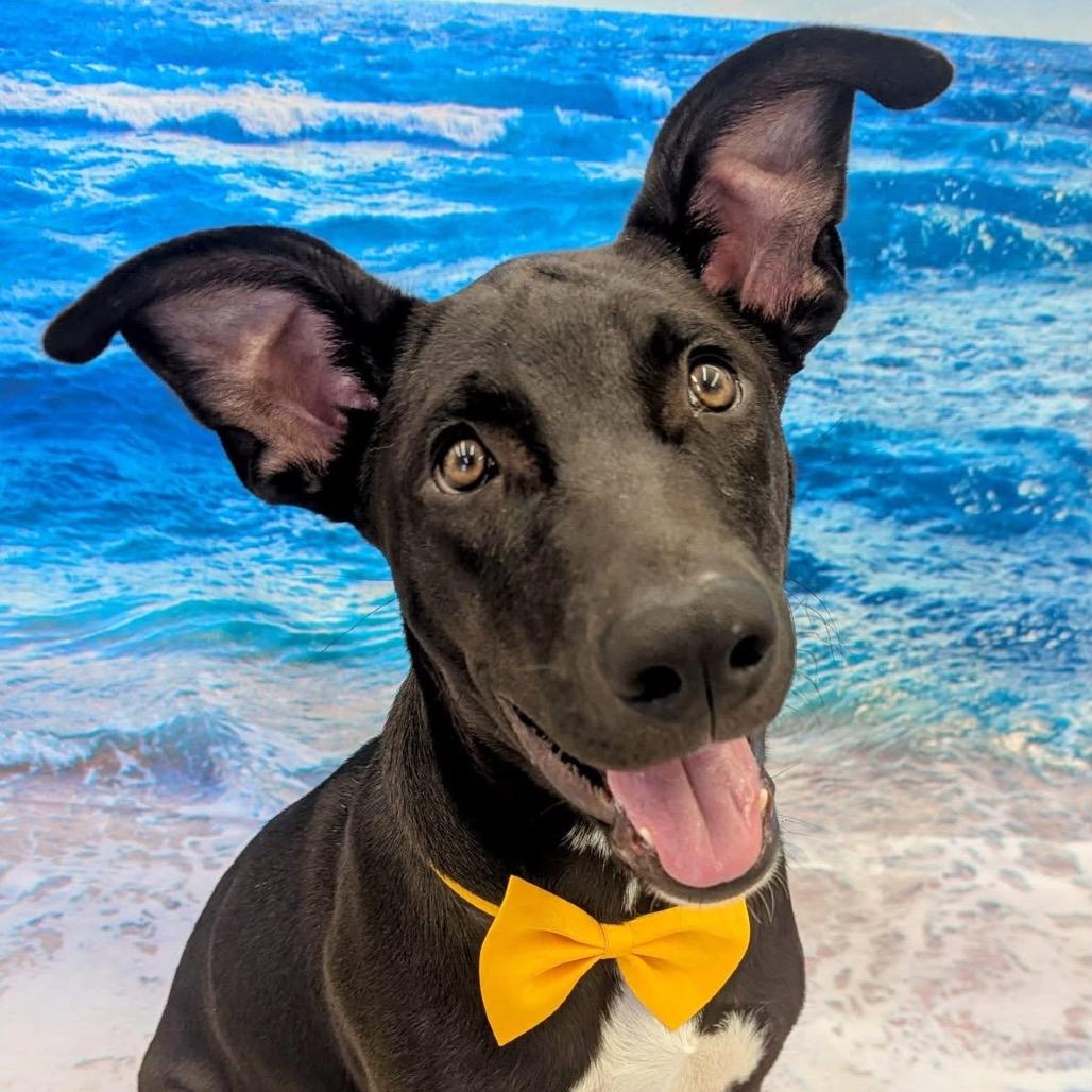 Pickles, Adoptable, Young Male Mixed Breed.