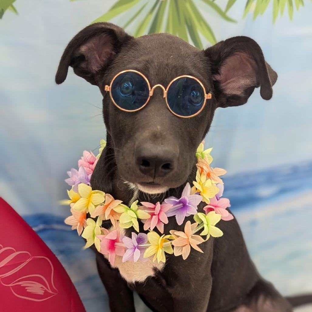 Enlarge Pickles, a Adoptable Mixed Breed in Redwood Valley, CA image 3/6