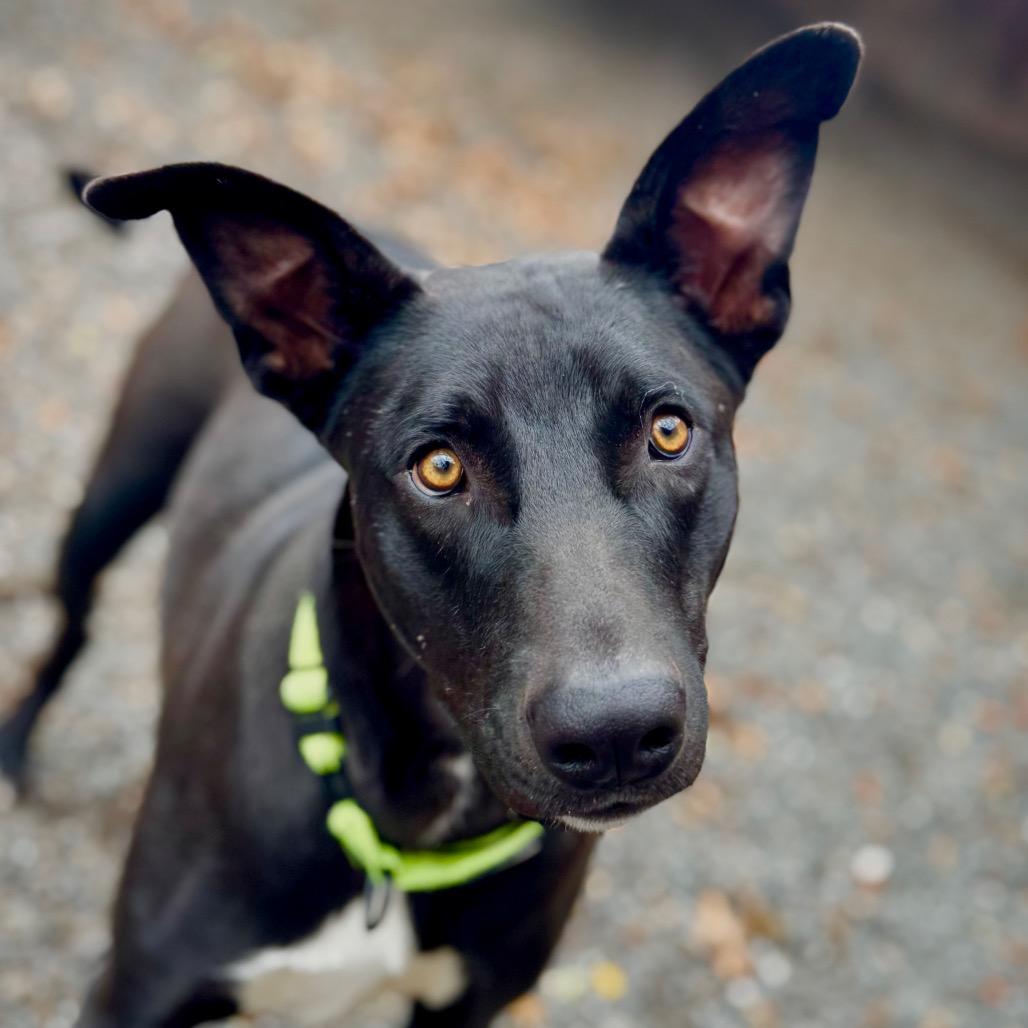 Enlarge Pickles, a Adoptable Mixed Breed in Redwood Valley, CA image 4/6