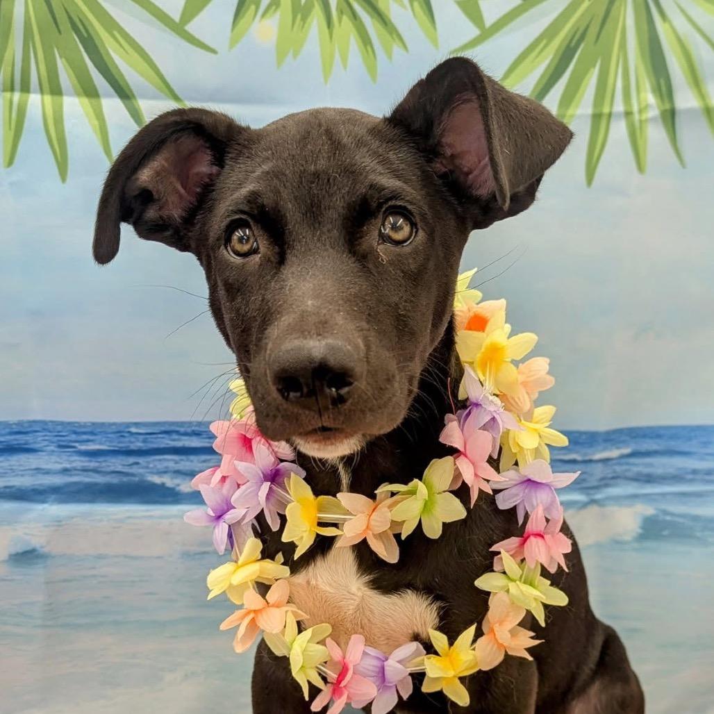 Enlarge Pickles, a Adoptable Mixed Breed in Redwood Valley, CA image 6/6