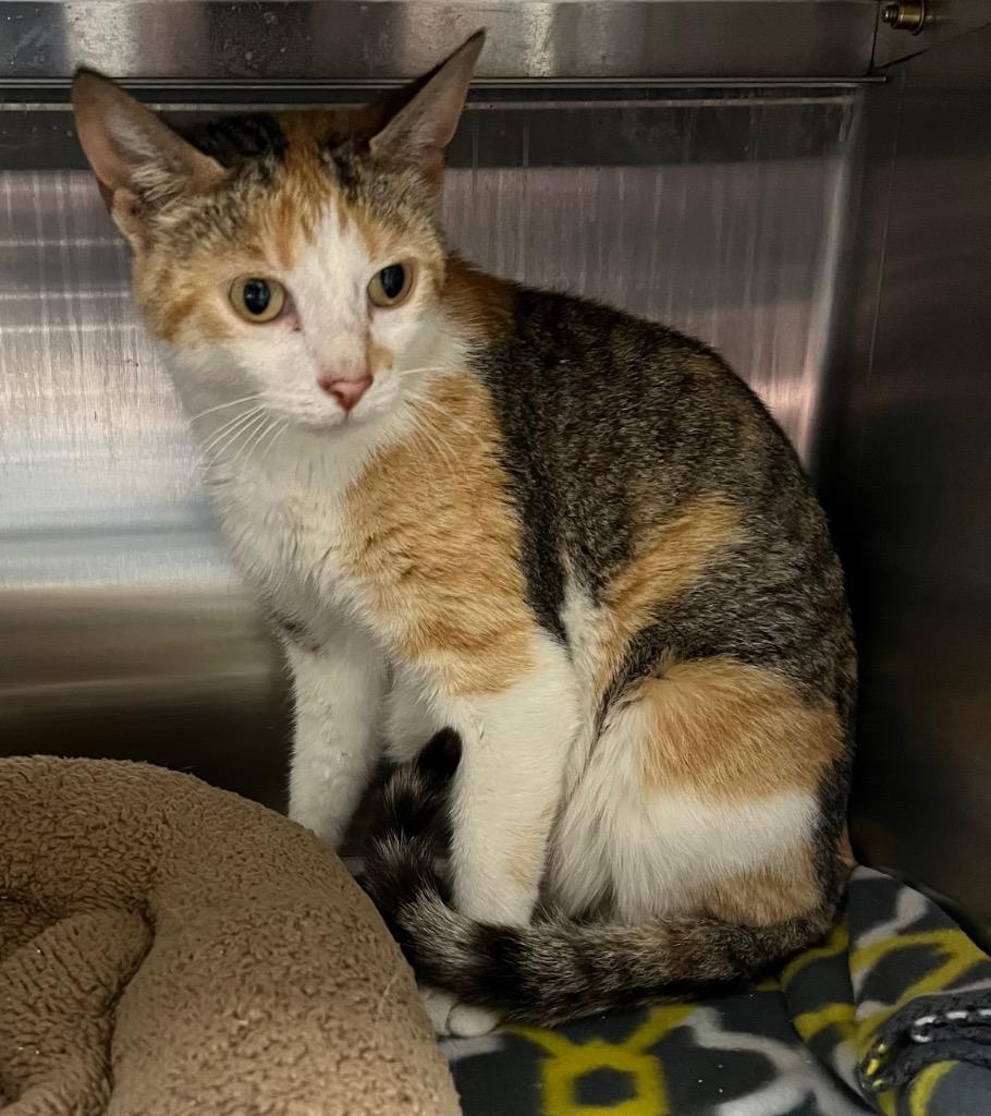 Boy Band / Anne, Adoptable, Young Female Domestic Medium Hair.