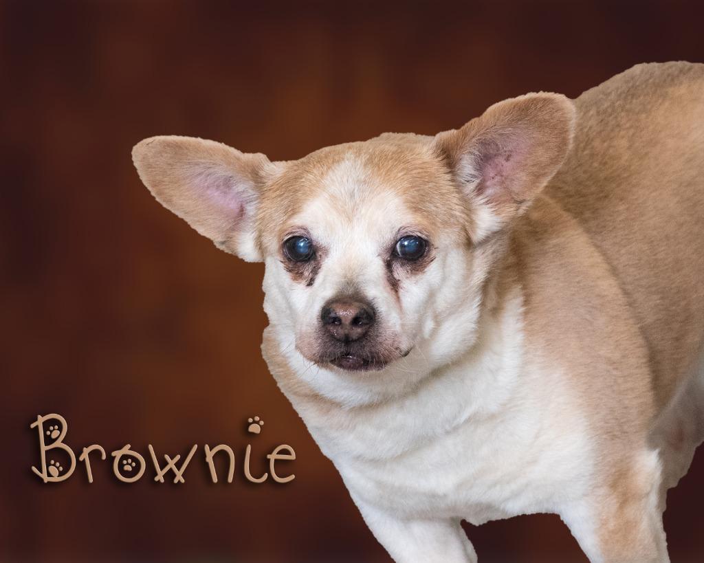 Enlarge Brownie, a ADOPTABLE Chihuahua in Somerset, PA image 1/1