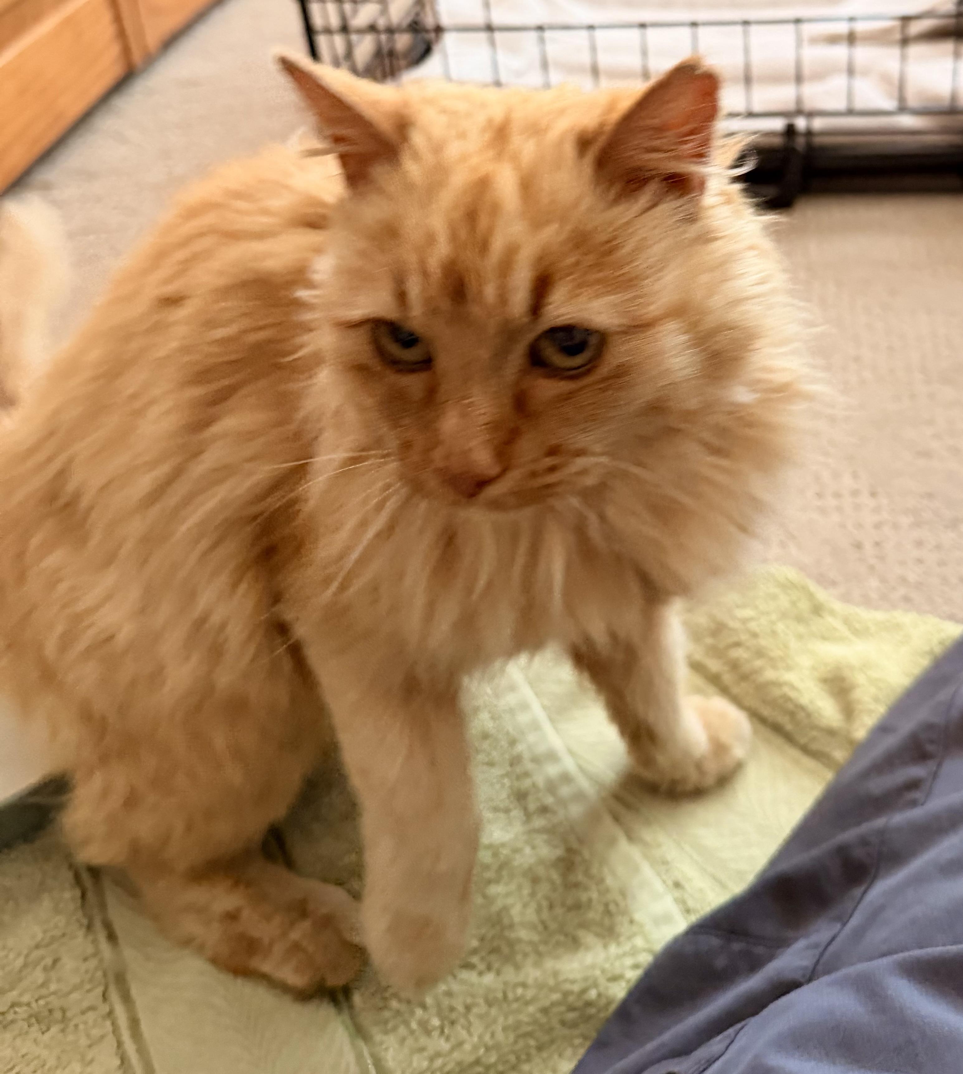 Enlarge Goldie, an adopted Domestic Long Hair in Baker City, OR image 2/5