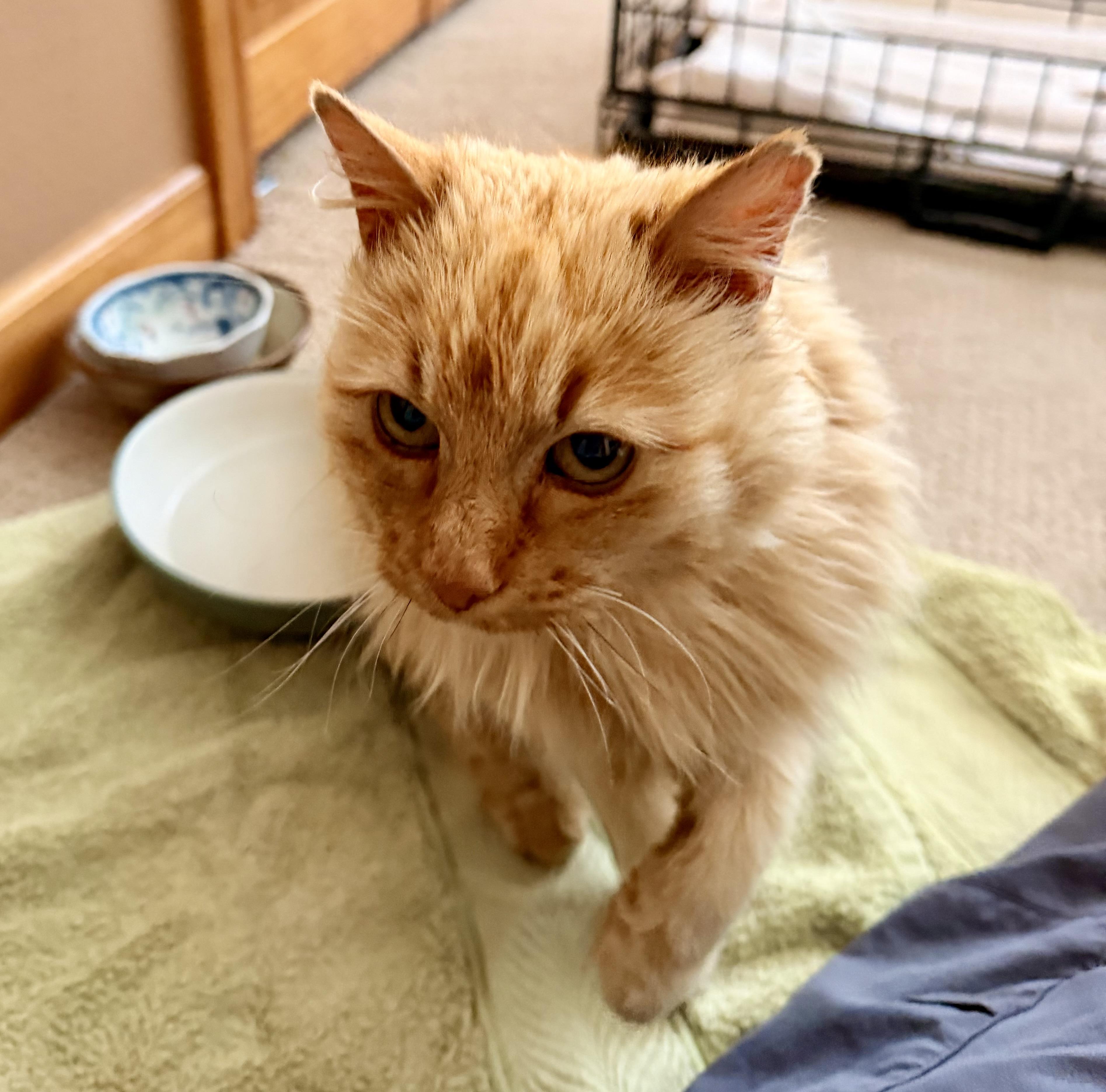 Enlarge Goldie, an adopted Domestic Long Hair in Baker City, OR image 4/5