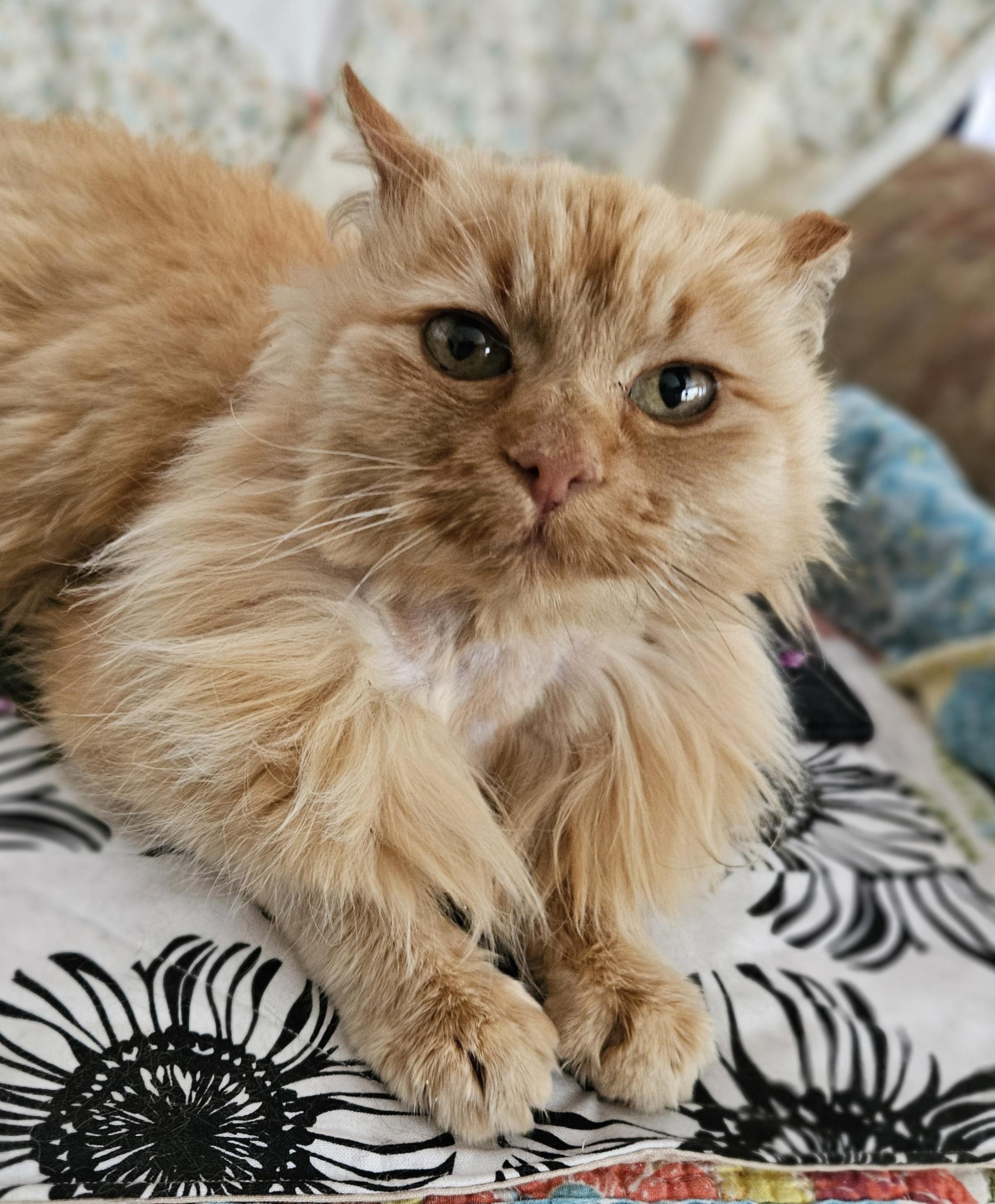 Enlarge Goldie, an adopted Domestic Long Hair in Baker City, OR image 5/5