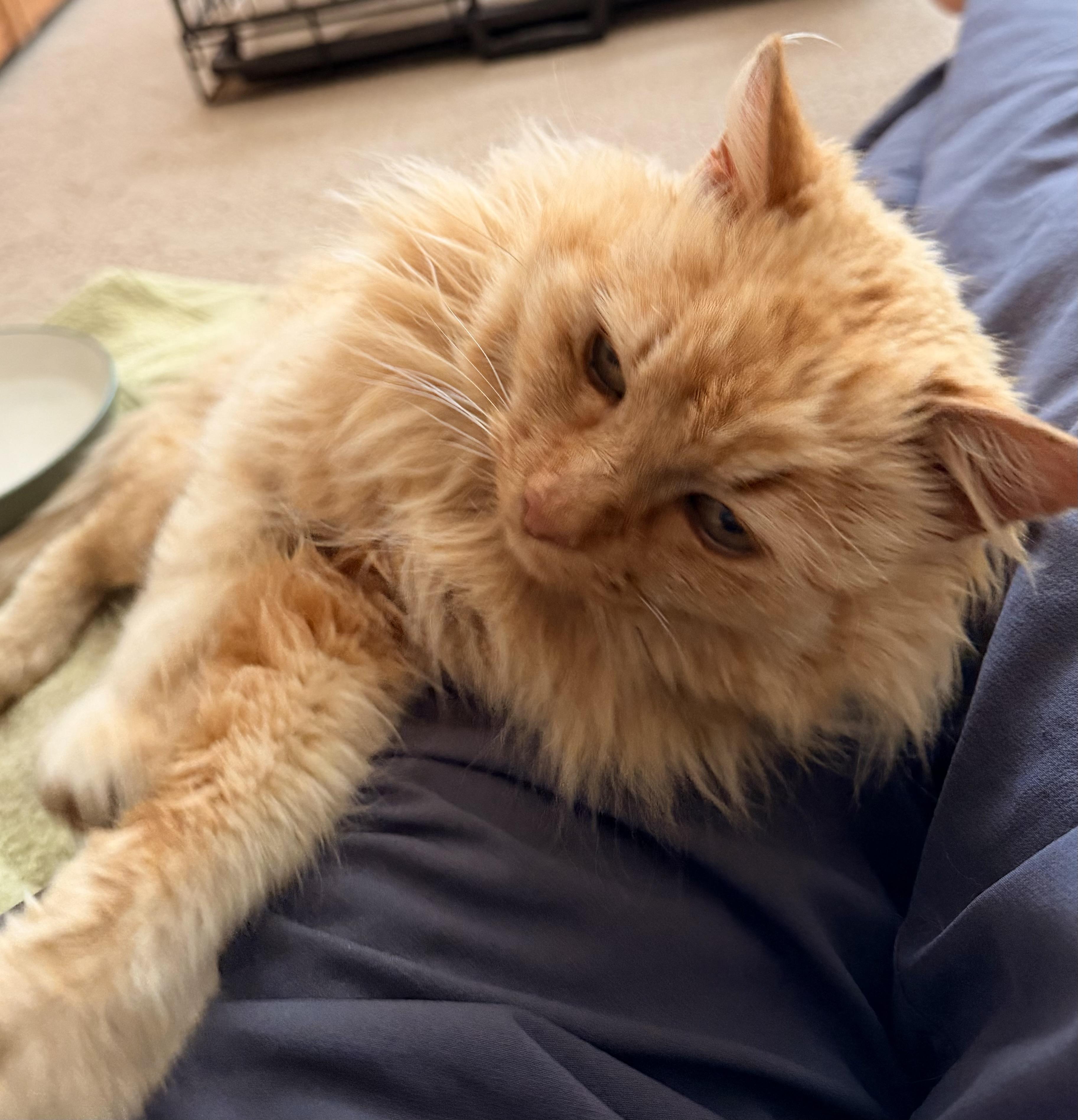 Enlarge Goldie, an adopted Domestic Long Hair in Baker City, OR image 3/5