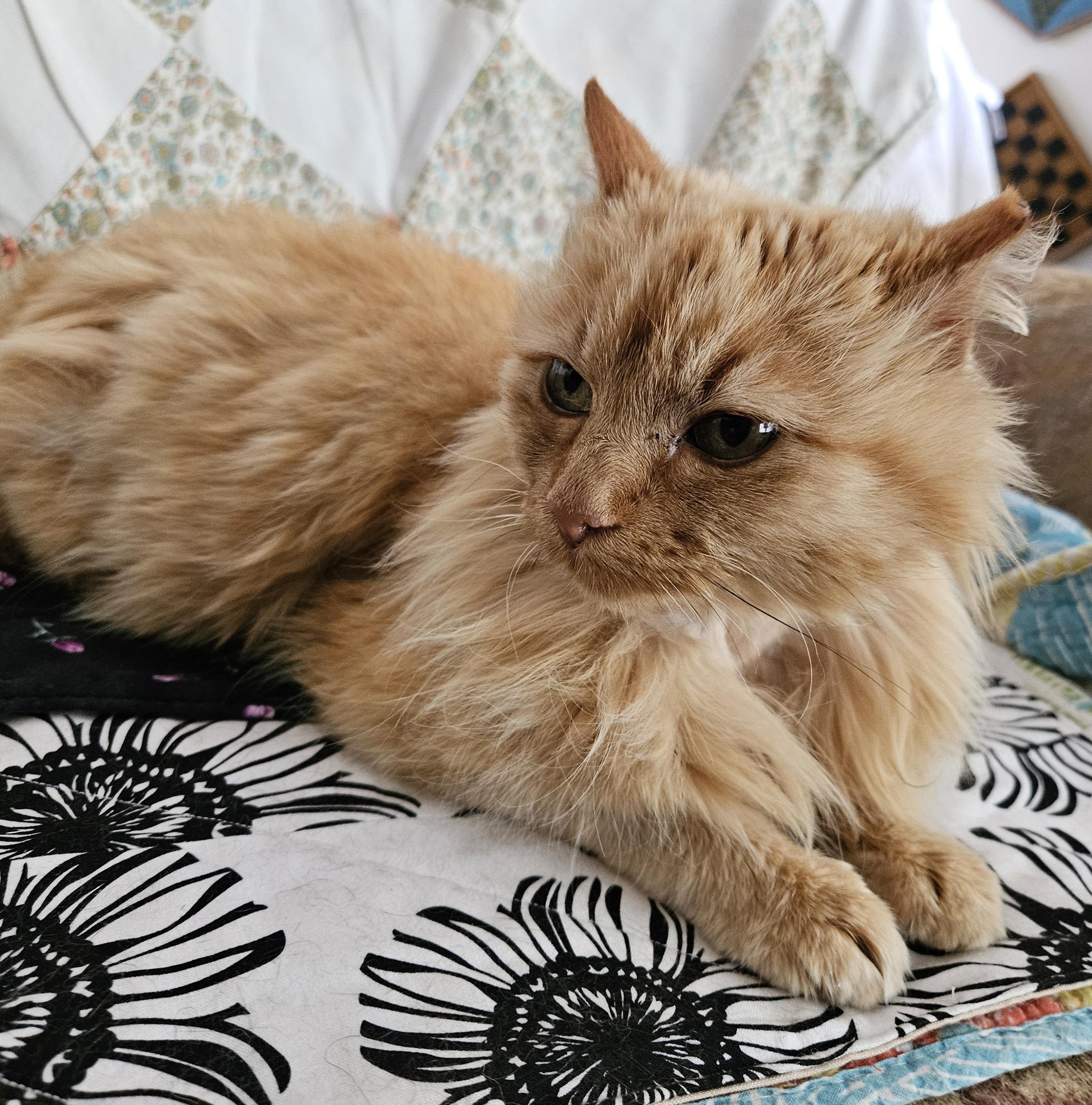 Goldie, adopted, Young Female Domestic Long Hair.
