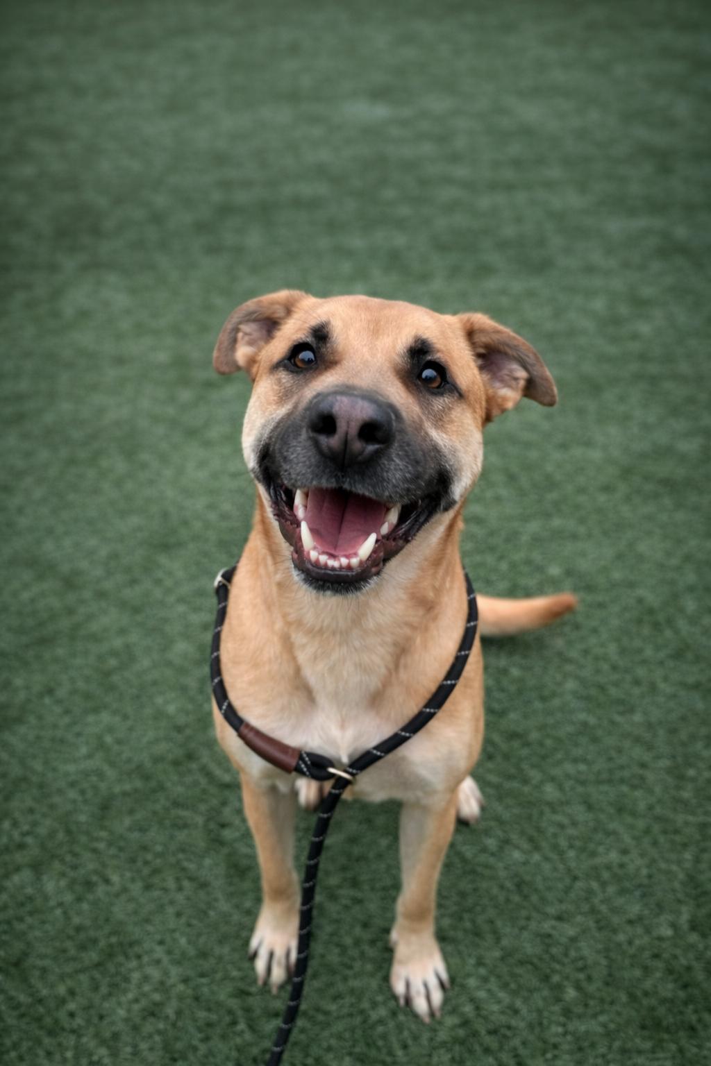 Enlarge Astro, a other mixed breed in Liberty, MO image 1/1