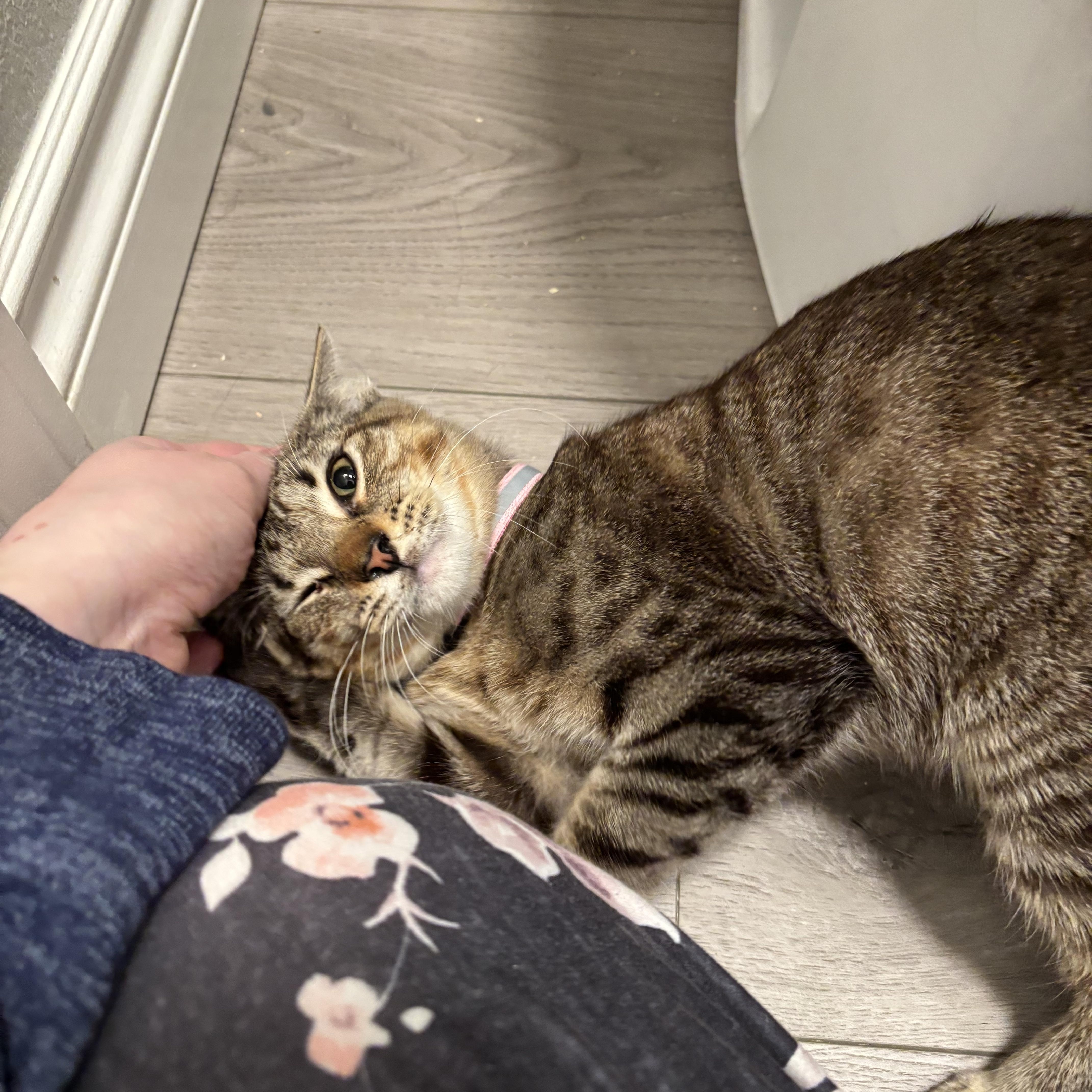 Enlarge Enid, an adopted Domestic Short Hair in Portland, OR image 3/3