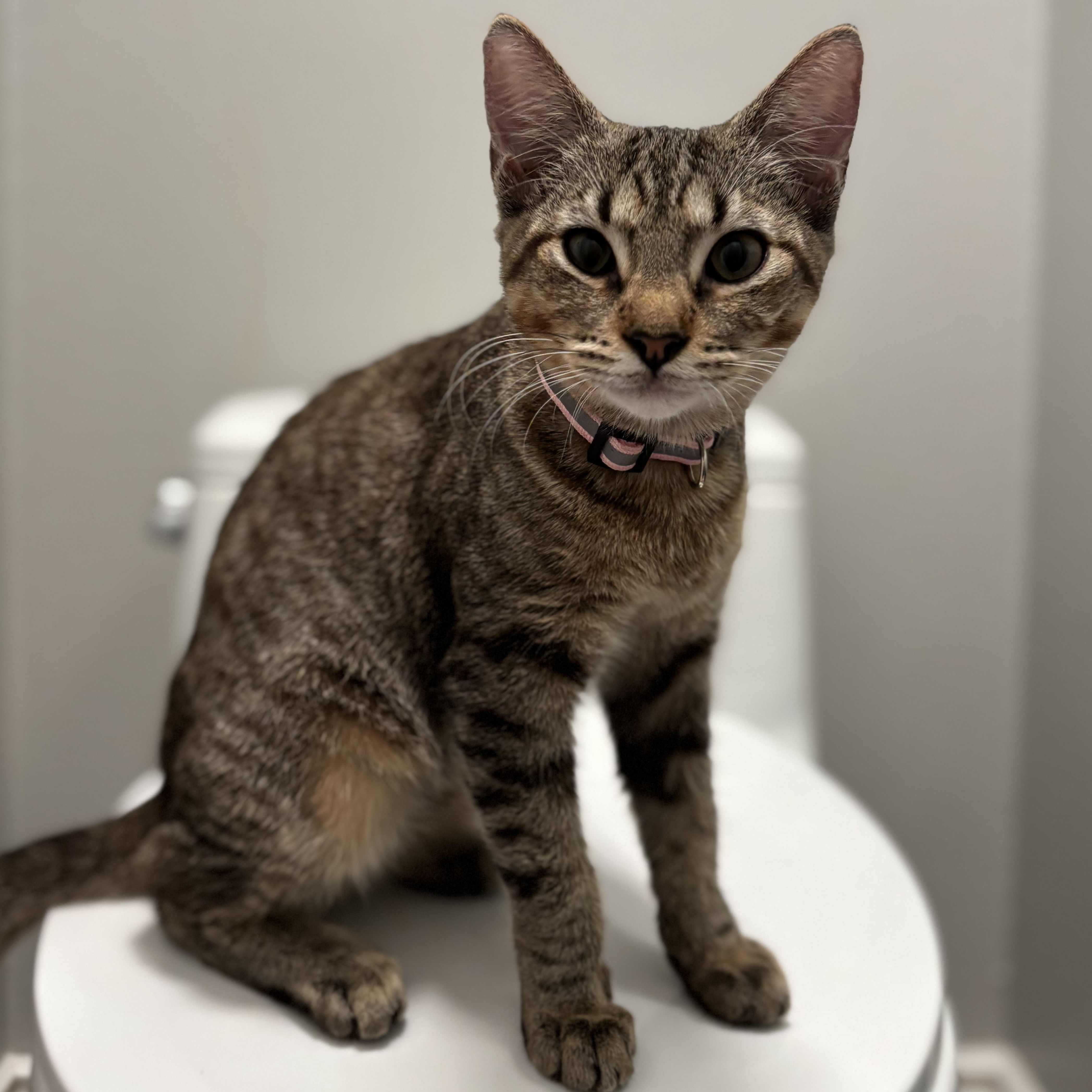 Enid, ADOPTABLE, Kitten Female Domestic Short Hair.