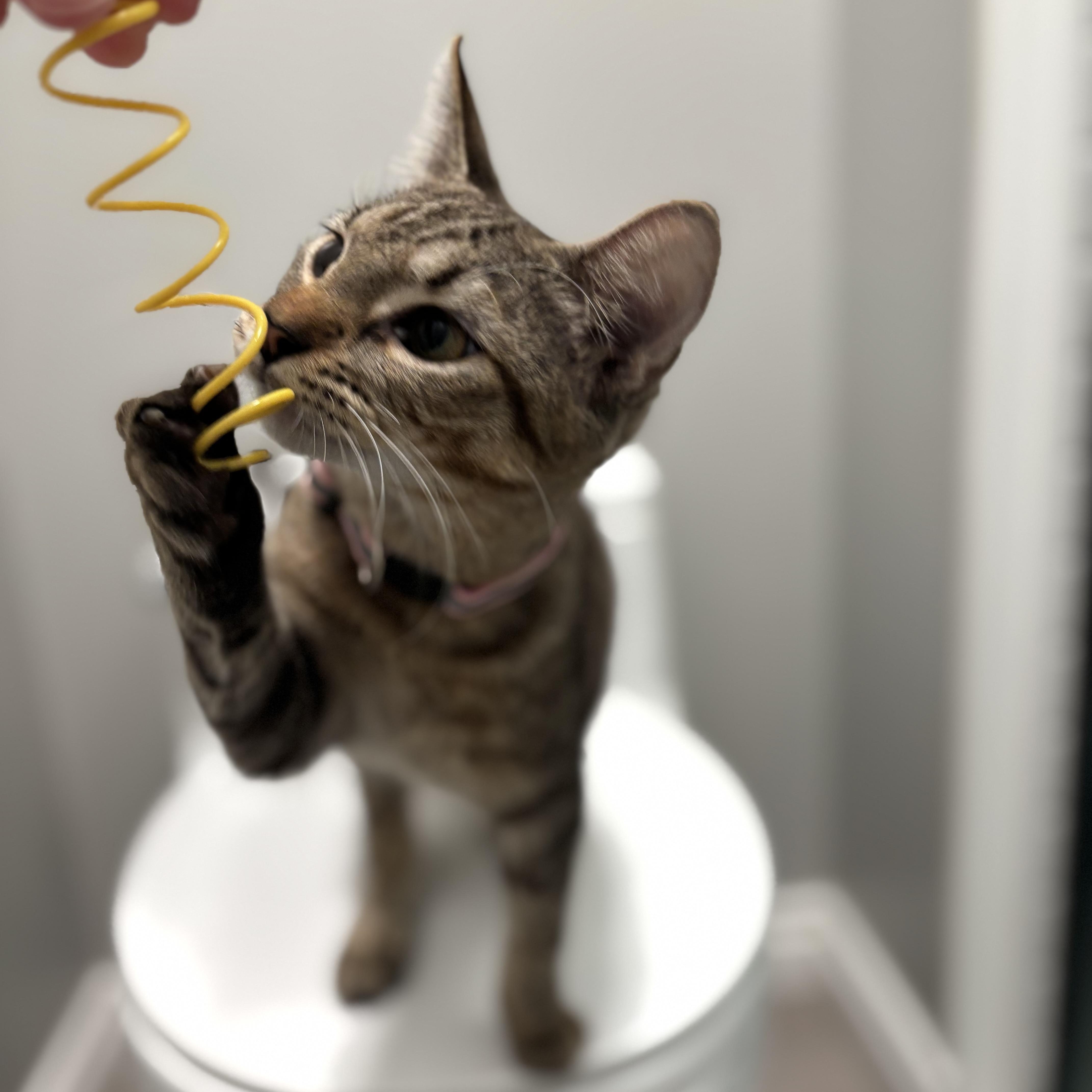 Enlarge Enid, an adopted Domestic Short Hair in Portland, OR image 2/3