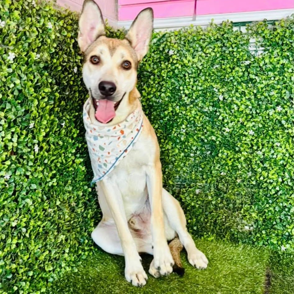 Enlarge FREDDY, a Adoptable mixed breed in Langley, BC image 4/6