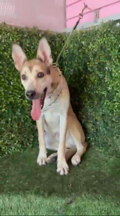 Enlarge FREDDY, a Adoptable mixed breed in Langley, BC video 3/6