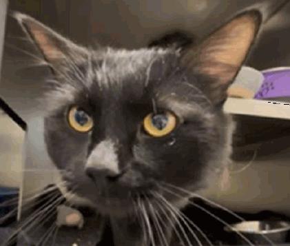 Maverick, ADOPTABLE, Adult Male Domestic Short Hair.