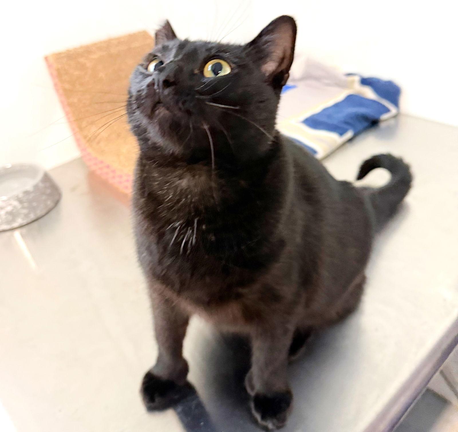 Natalia, a Adoptable Domestic Short Hair in Springfield, OR image 1/3