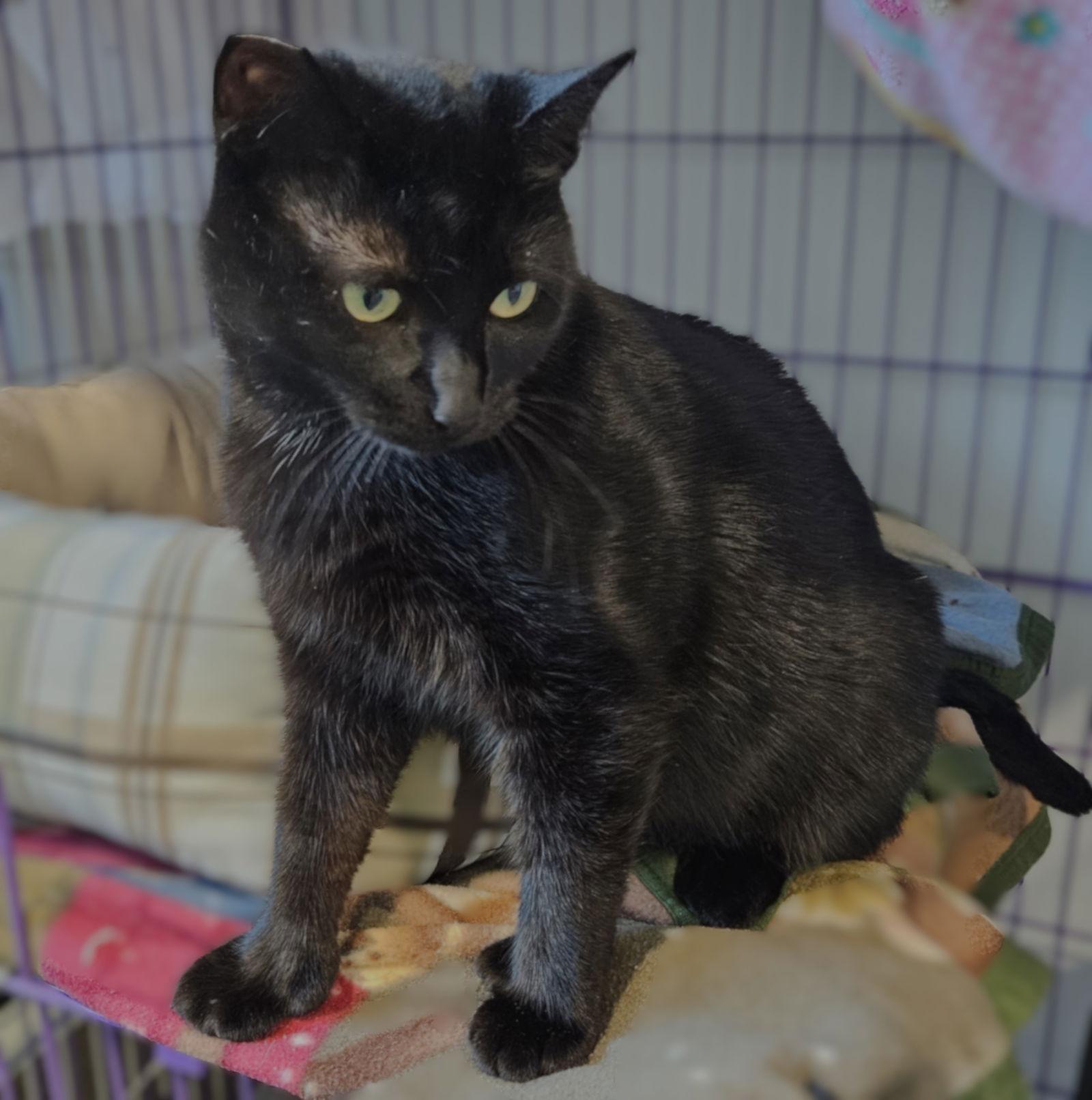 Natalia, a Adoptable Domestic Short Hair in Springfield, OR image 2/3