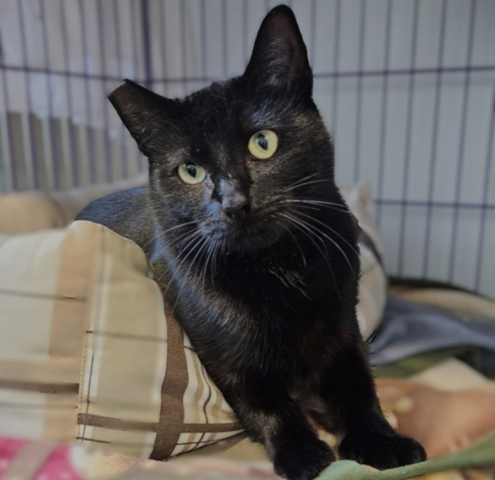 Natalia, a Adoptable Domestic Short Hair in Springfield, OR image 3/3