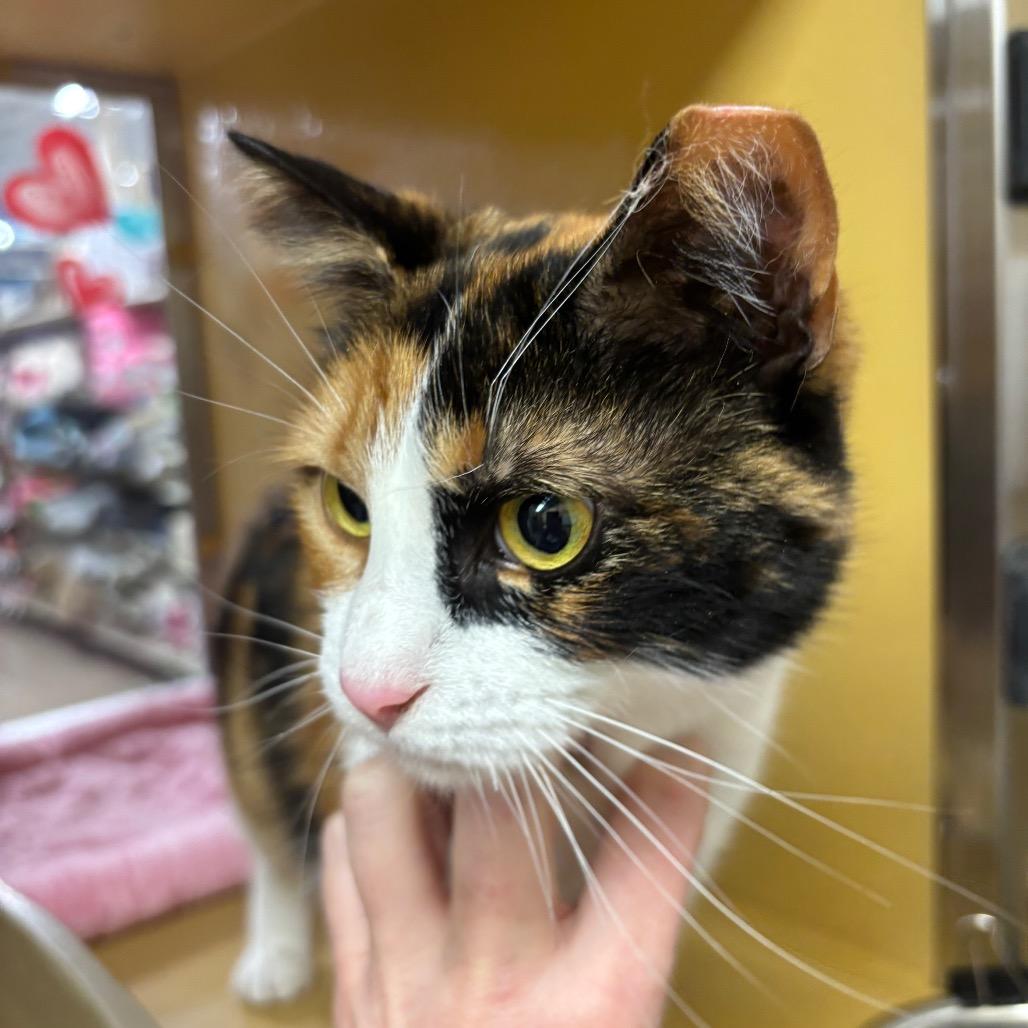 Calico, a Adoptable Domestic Short Hair in Bulverde, TX image 2/3