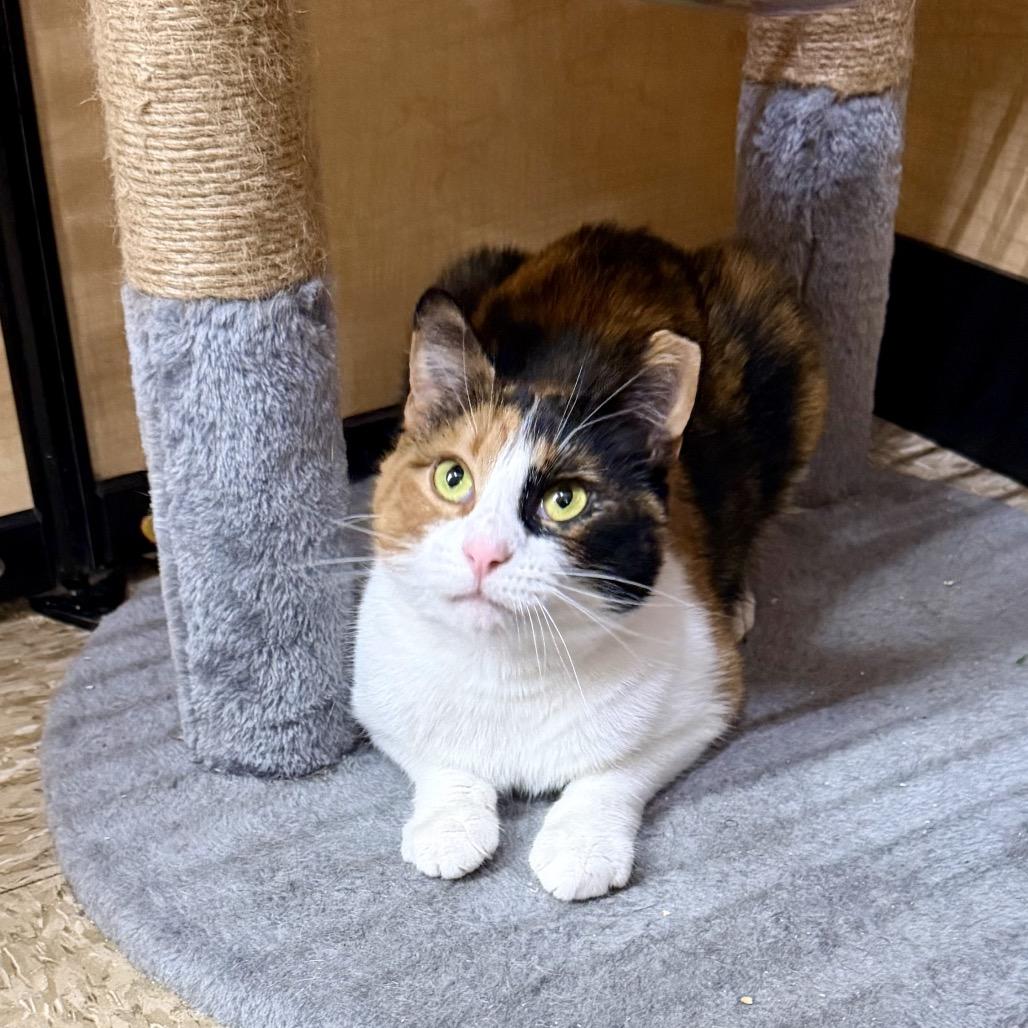 Calico, a Adoptable Domestic Short Hair in Bulverde, TX image 3/3