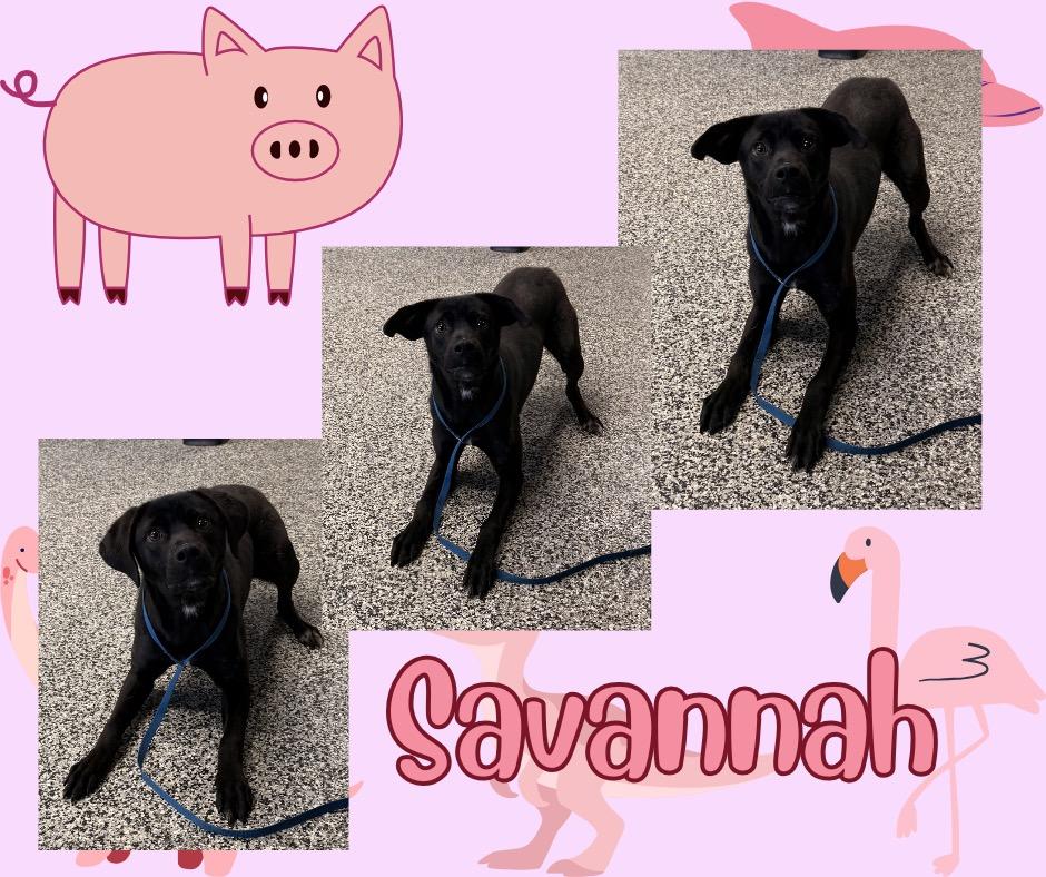 Savannah, Adoptable, Young Female Labrador Retriever & Hound.
