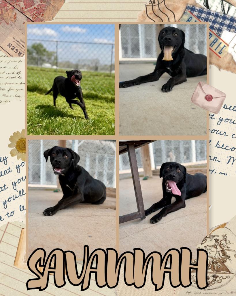 Enlarge Savannah, a Adoptable mixed breed in Hopkinsville, KY image 2/3