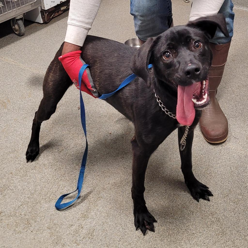 Enlarge Savannah, a Adoptable mixed breed in Hopkinsville, KY image 2/2