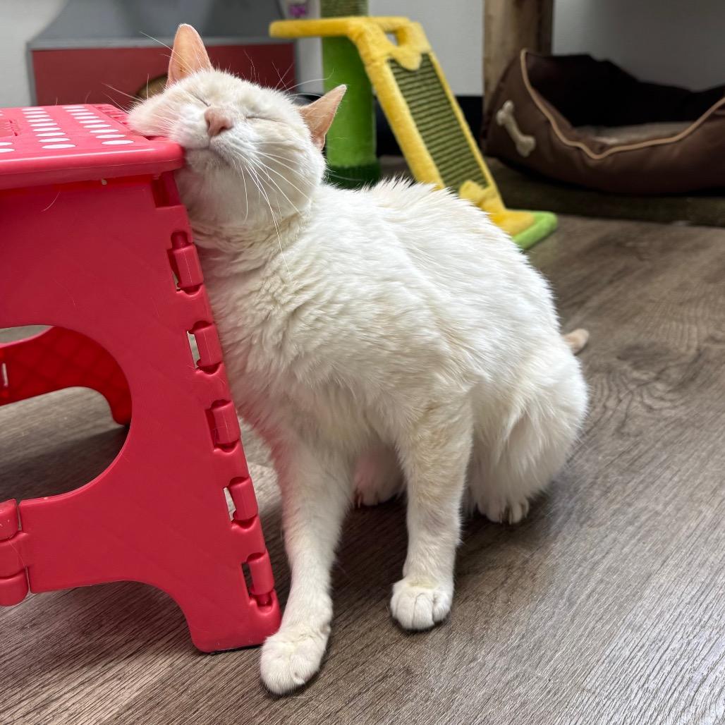 Ruby, Adoptable, Senior Female Siamese.