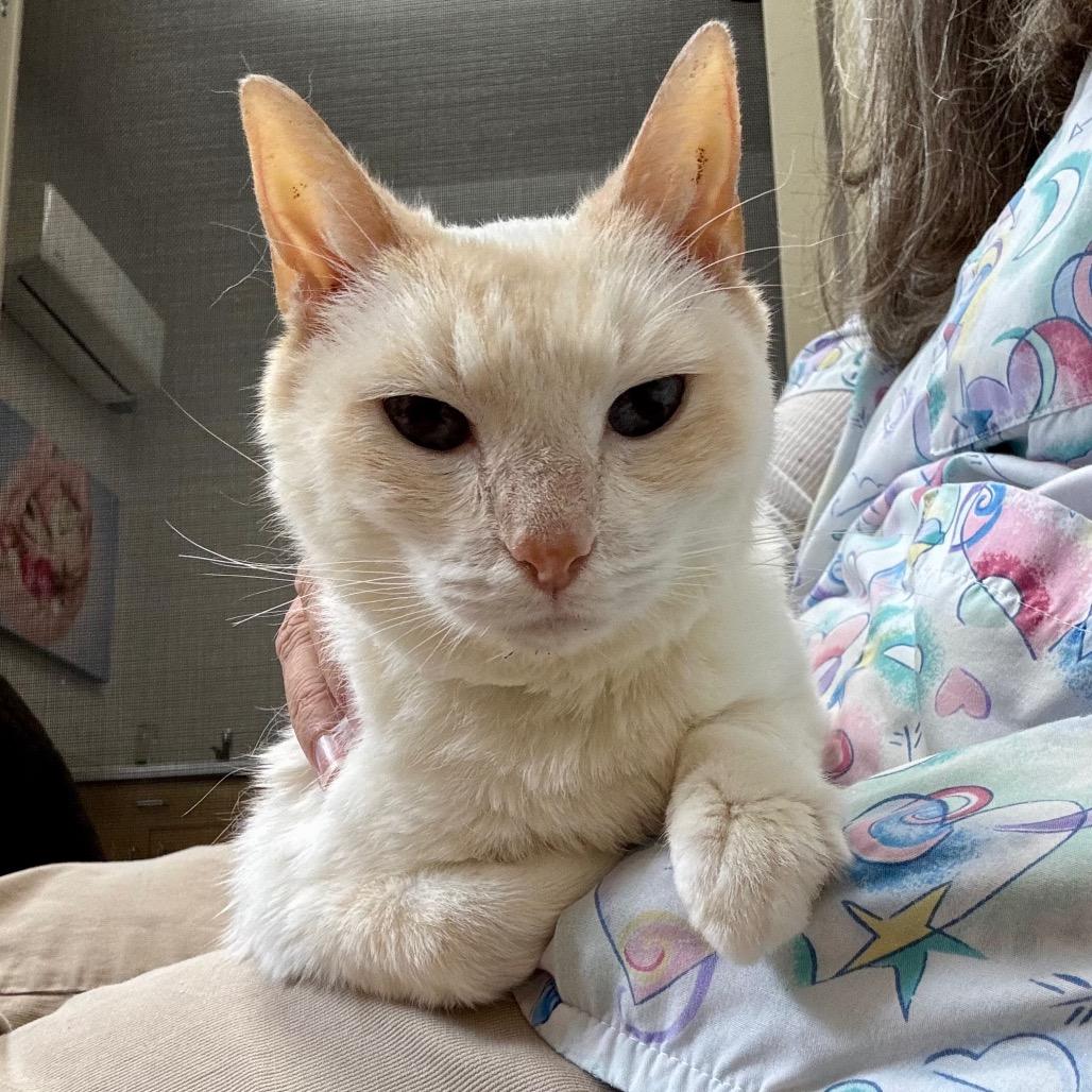 Ruby, a Adoptable Siamese in Port Angeles, WA image 3/6