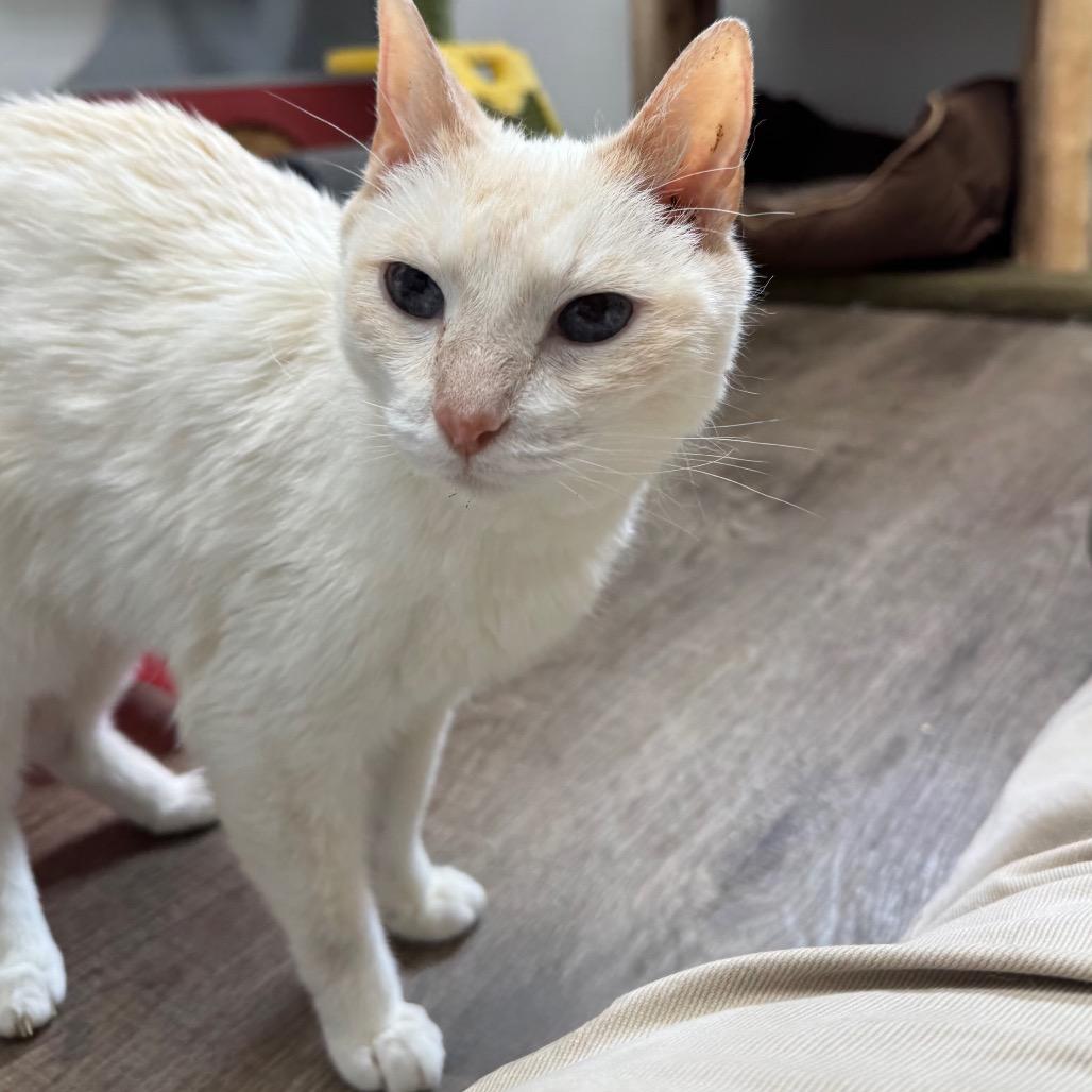 Ruby, a Adoptable Siamese in Port Angeles, WA image 4/6