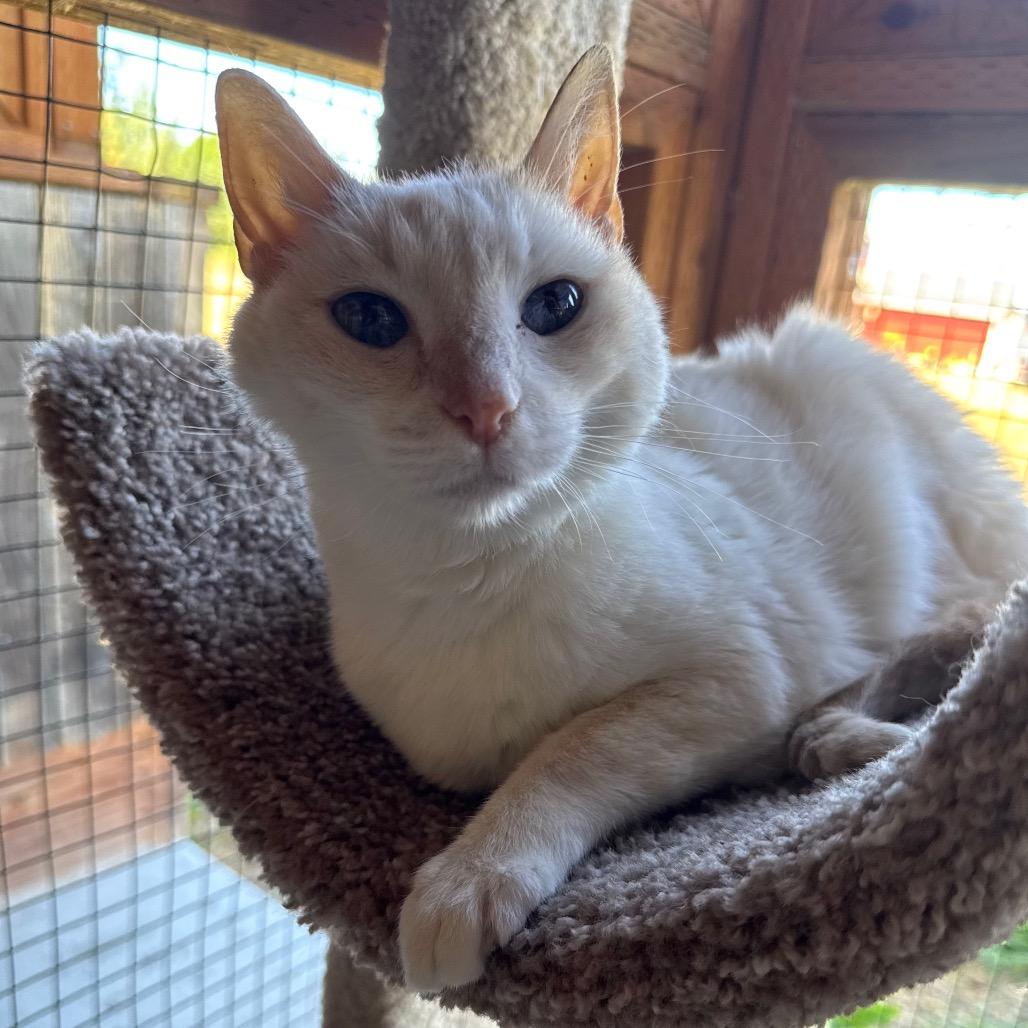 Ruby, a Adoptable Siamese in Port Angeles, WA image 5/6