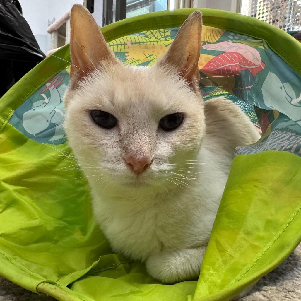 Ruby, a Adoptable Siamese in Port Angeles, WA image 6/6