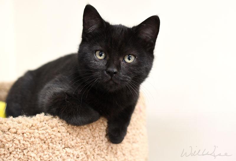 Sugarplum thumbnail 2