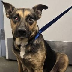 Enlarge Beretta, a Adoptable mixed breed in Brentwood, CA image 2/2