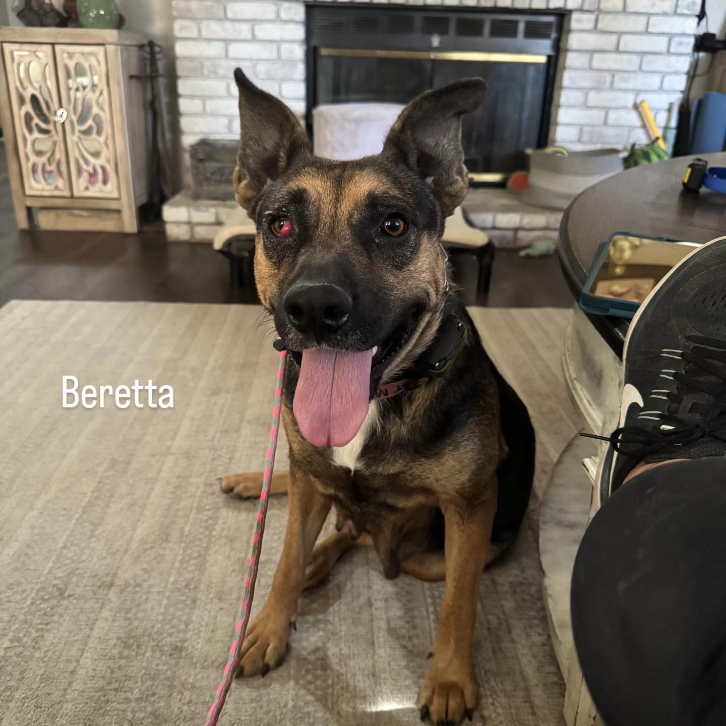 Beretta, Adoptable, Adult Female German Shepherd Dog.