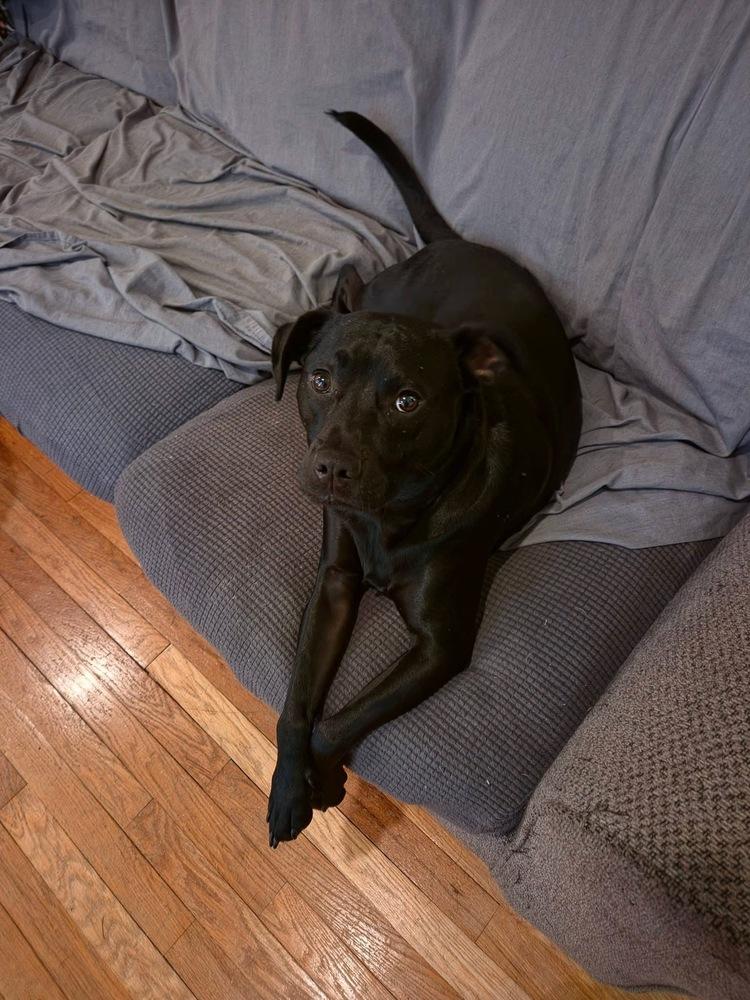 Mick, Adoptable, Puppy Male Shar-Pei.