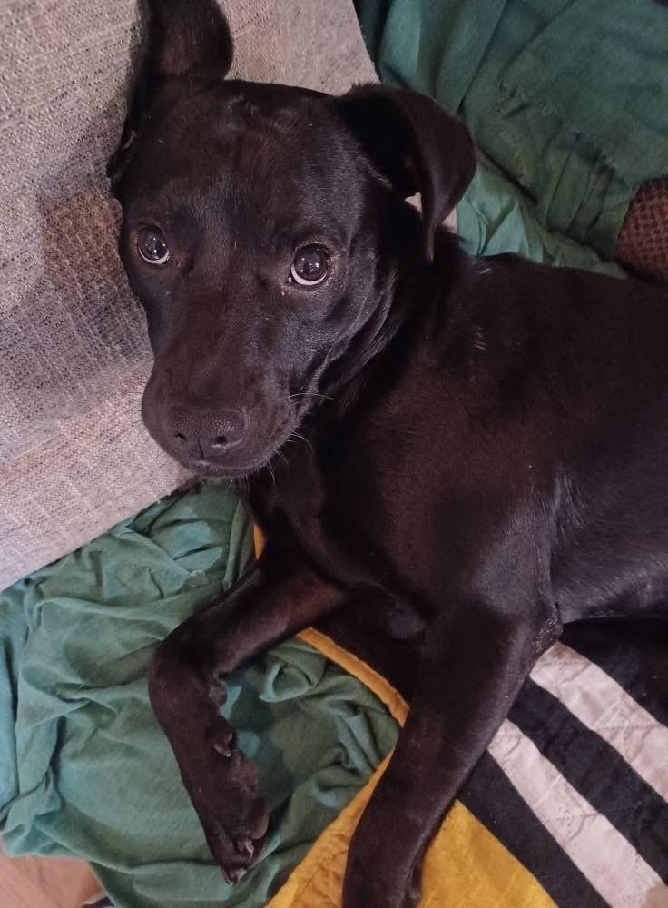 Mick, a Adoptable mixed breed in Irwin, PA image 1/6