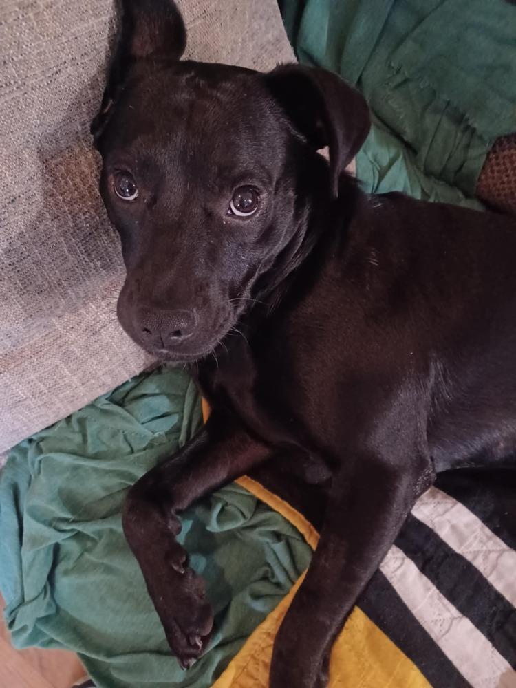 Mick, Adoptable, Puppy Male Shar-Pei.