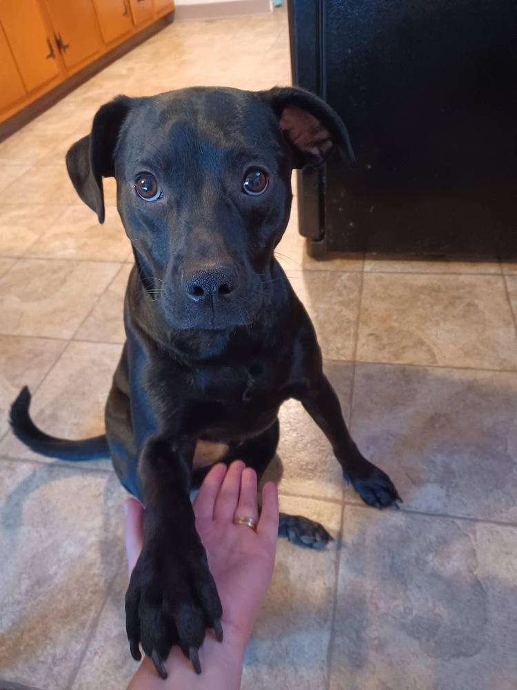 Enlarge Mick, a Adoptable mixed breed in Irwin, PA image 2/6