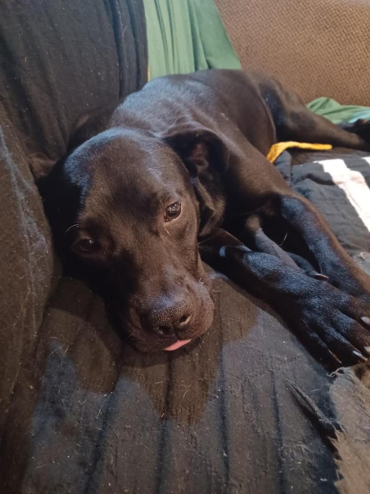 Mick, Adoptable, Puppy Male Shar-Pei.