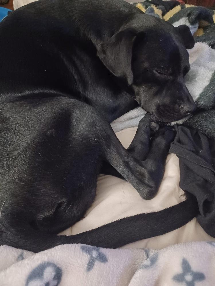 Enlarge Mick, a Adoptable mixed breed in Irwin, PA image 4/6