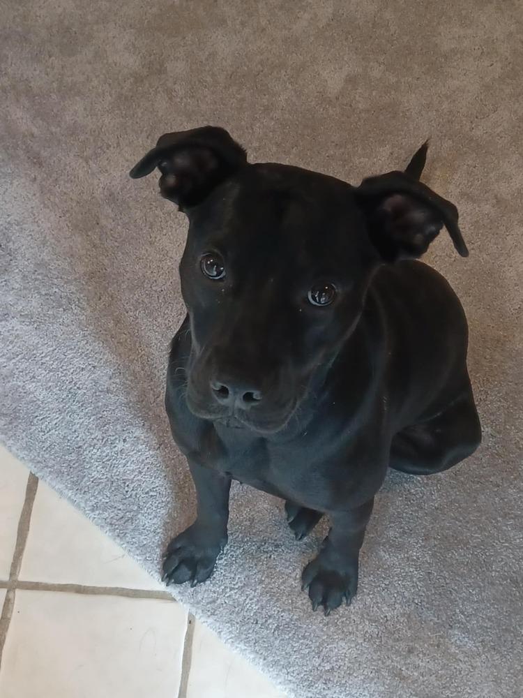 Mick, a Adoptable mixed breed in Irwin, PA image 5/6