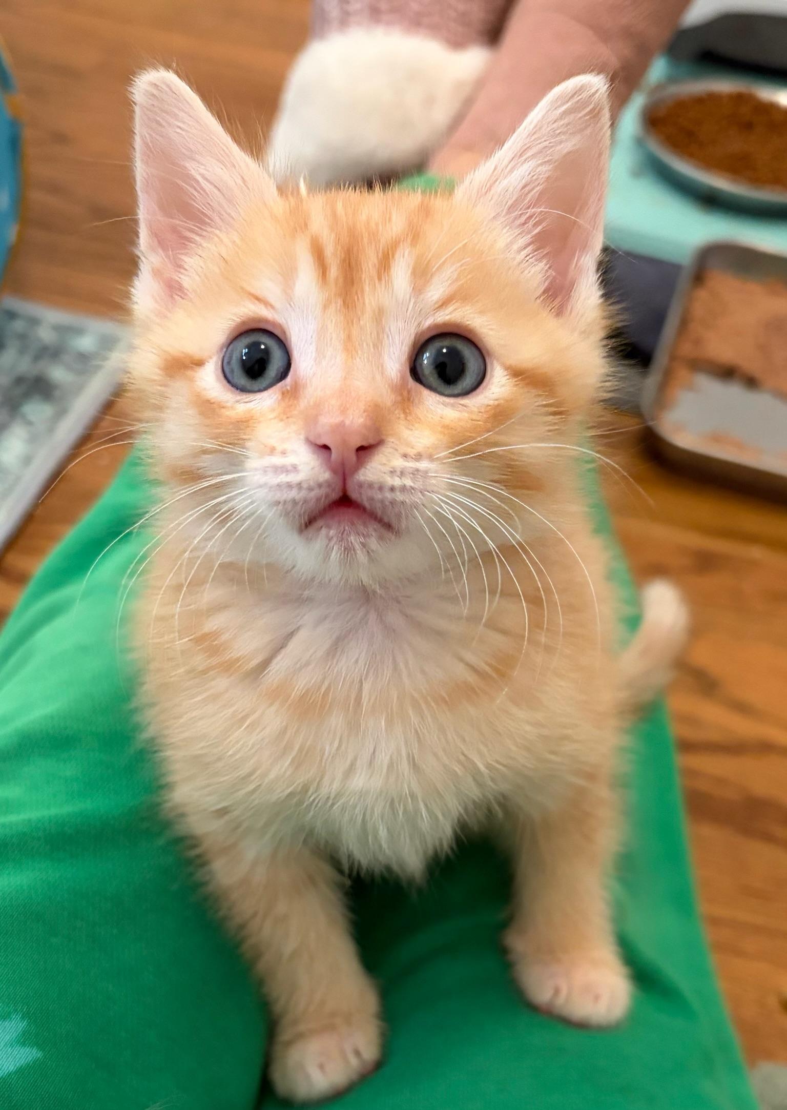 Enlarge Yeti & Meatloaf—bonded kittens, a Adopted mixed breed in Los Altos Hills, CA image 2/5