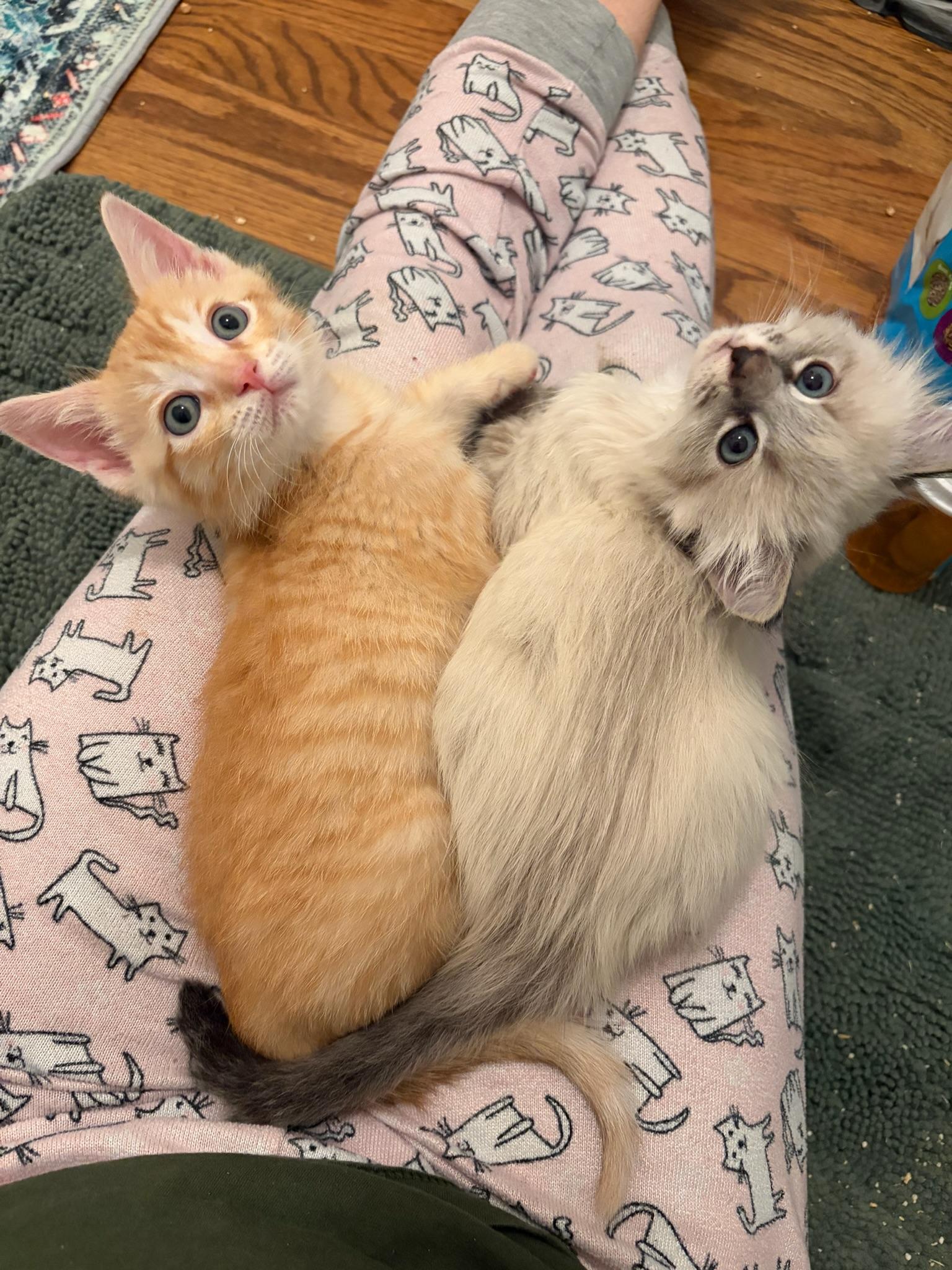 Yeti & Meatloaf—bonded kittens, Adopted, Kitten Male Siamese & Domestic Short Hair.