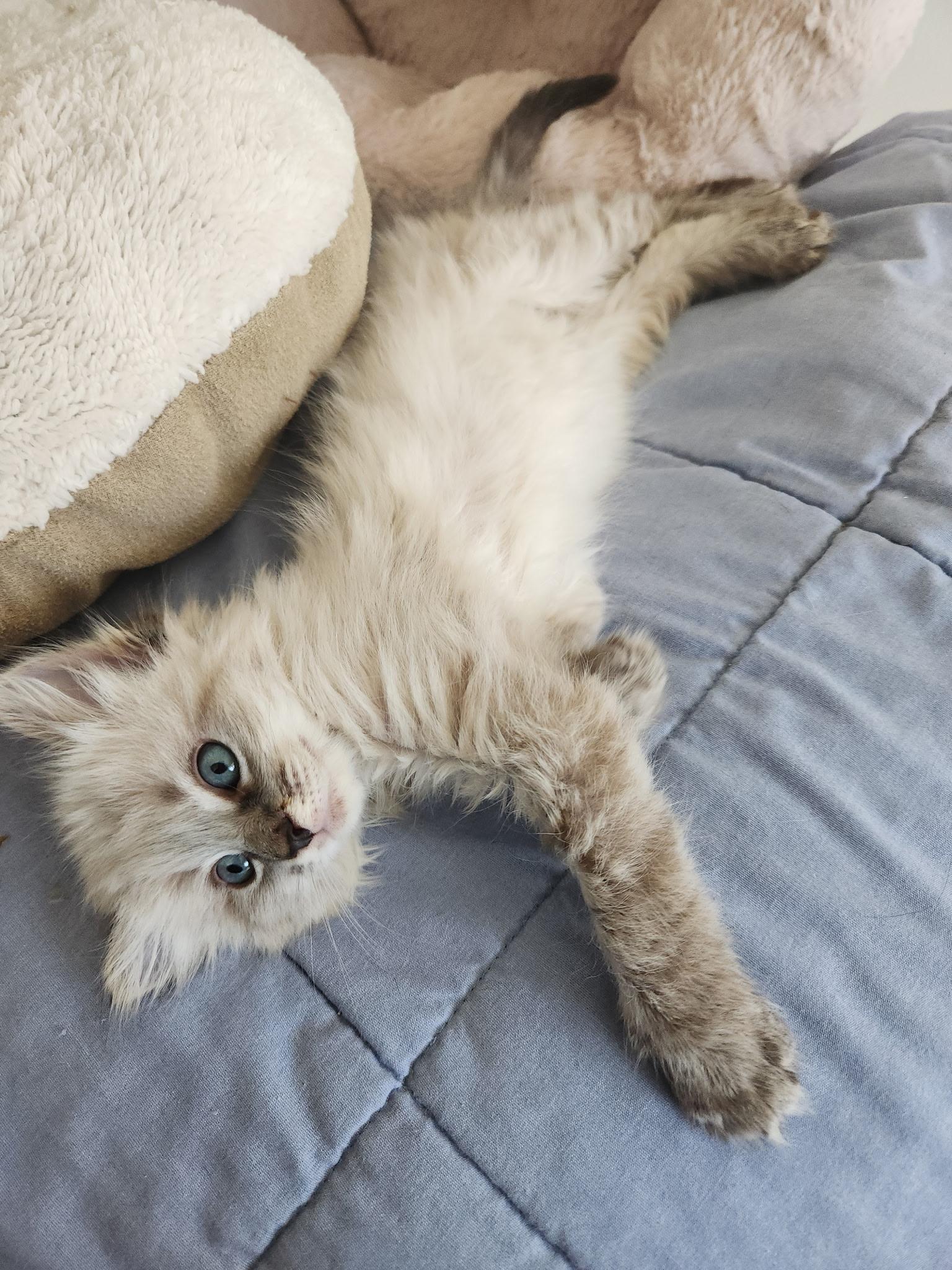 Enlarge Yeti & Meatloaf—bonded kittens, a Adopted mixed breed in Los Altos Hills, CA image 5/5