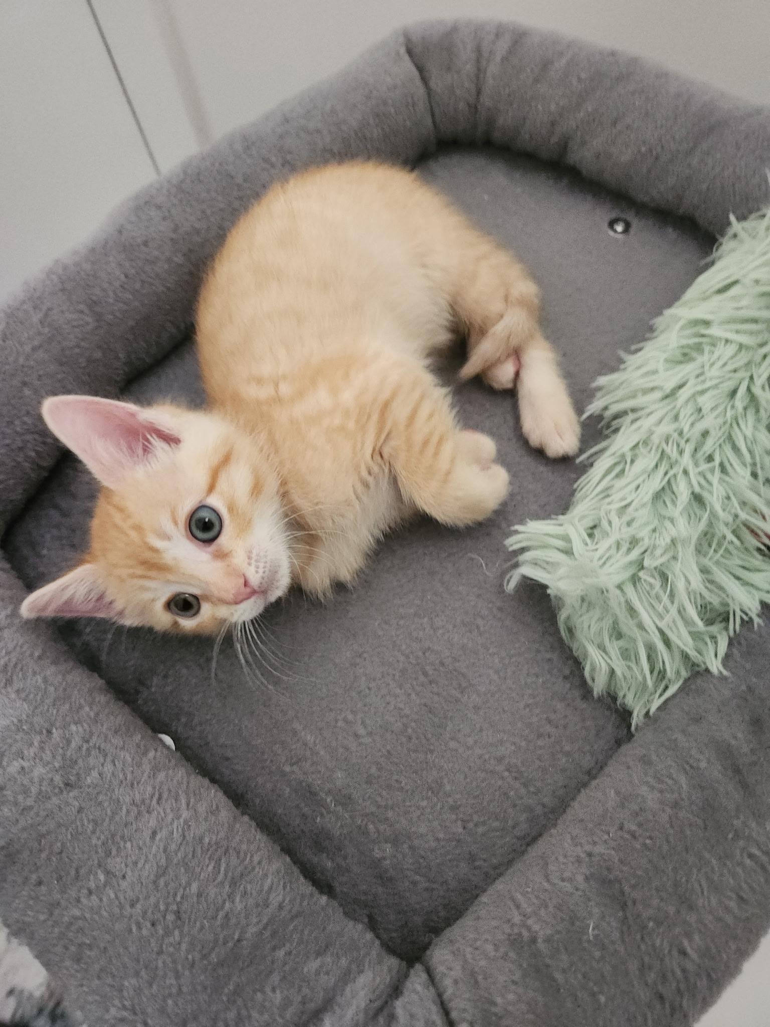 Enlarge Yeti & Meatloaf—bonded kittens, a Adopted mixed breed in Los Altos Hills, CA image 4/5
