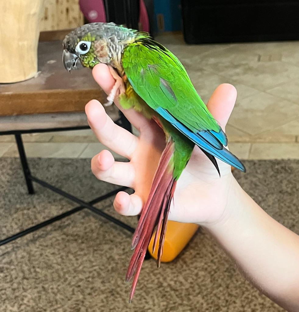 Enlarge Pablo, a Adoptable Conure in Ballwin, MO image 1/5